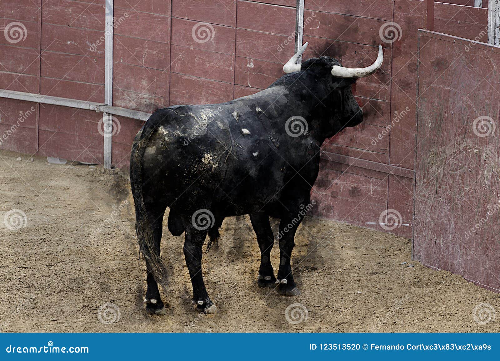 Imagen sobre lienzo luchas toro imagen desde España negro toro cwr-1k