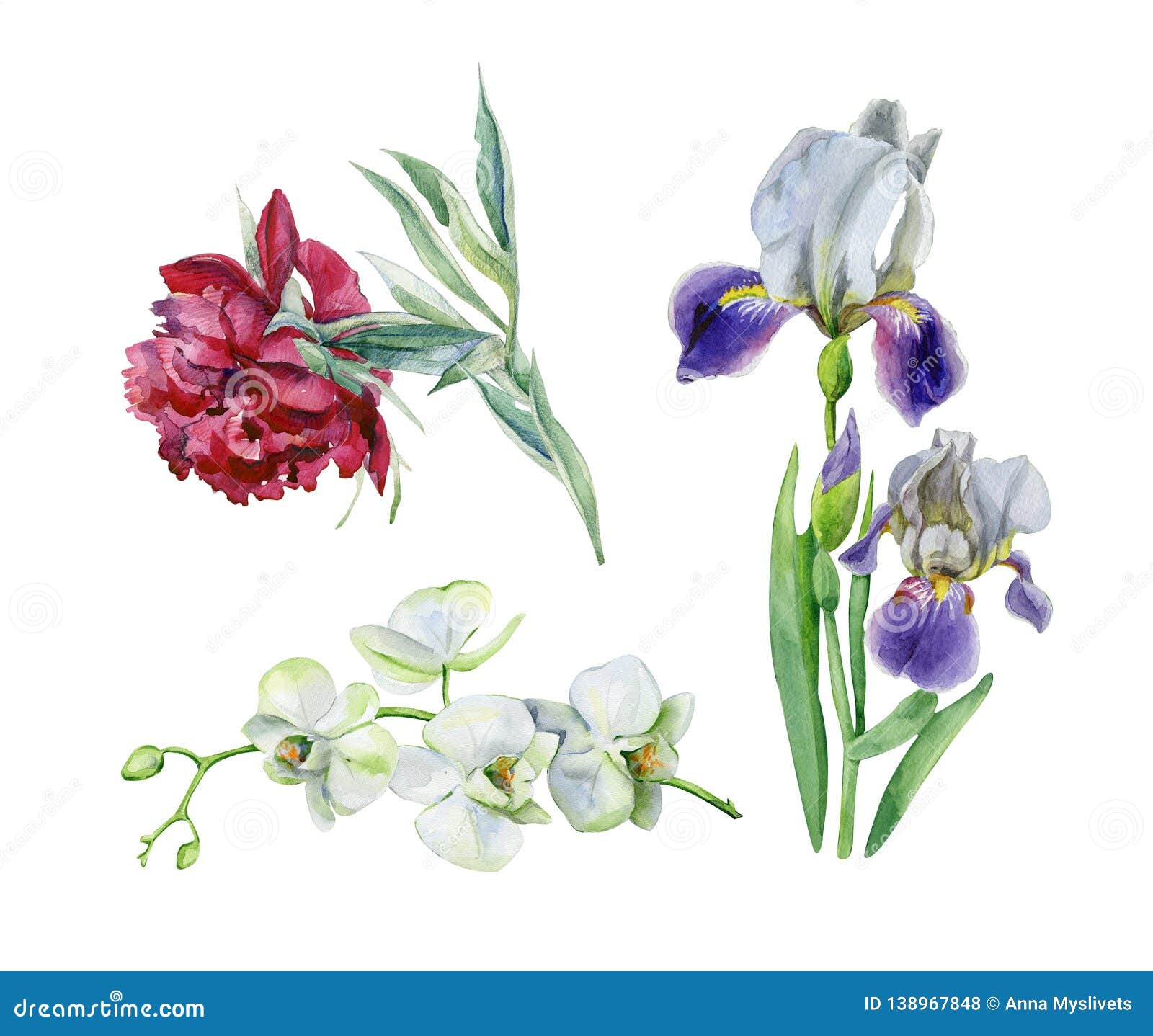 Acuarela De La Flor Rosada De La Peonía, De Las Orquídeas Blancas Y Del Iris  Stock de ilustración - Ilustración de flora, houseplants: 138967848