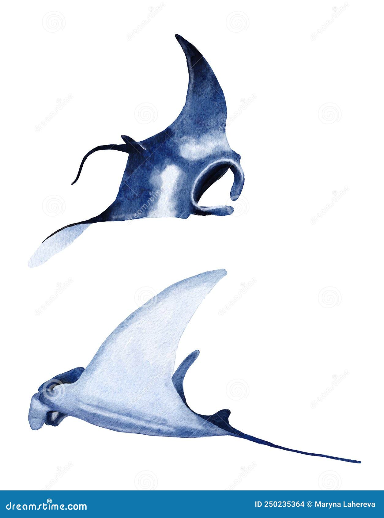 Acuarela Manta Raya Mano Ilustración Mar Submarino Diseño Náutico Marino Especie En Peligro De Extinción Animal Foto de archivo - Imagen de negro, blanco: 250235364 Acuarela Manta Raya Mano Ilustración Mar Submarino Diseño Náutico Marino Especie En Peligro De Extinción Animal Foto de archivo - Imagen de negro, blanco: 250235364
