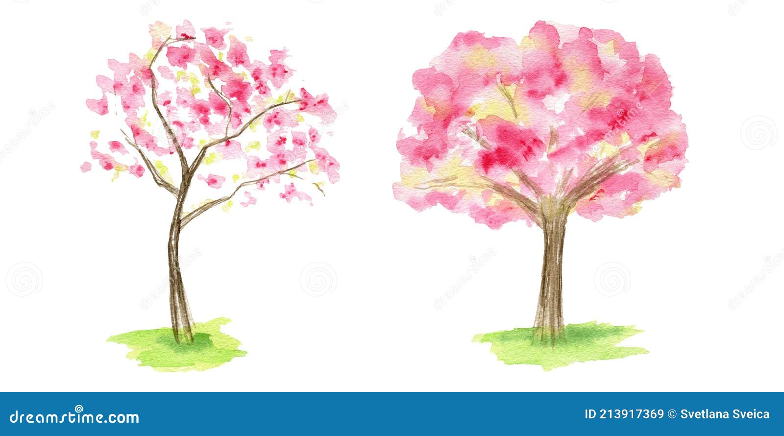 Acuarela Primavera Sakura árbol Conjunto Rosa Flor Agrio Cerezo Mano Dibujo  Ilustración Aislado Sobre Fondo Blanco. Imagen de archivo - Imagen de  flora, aislado: 213917369