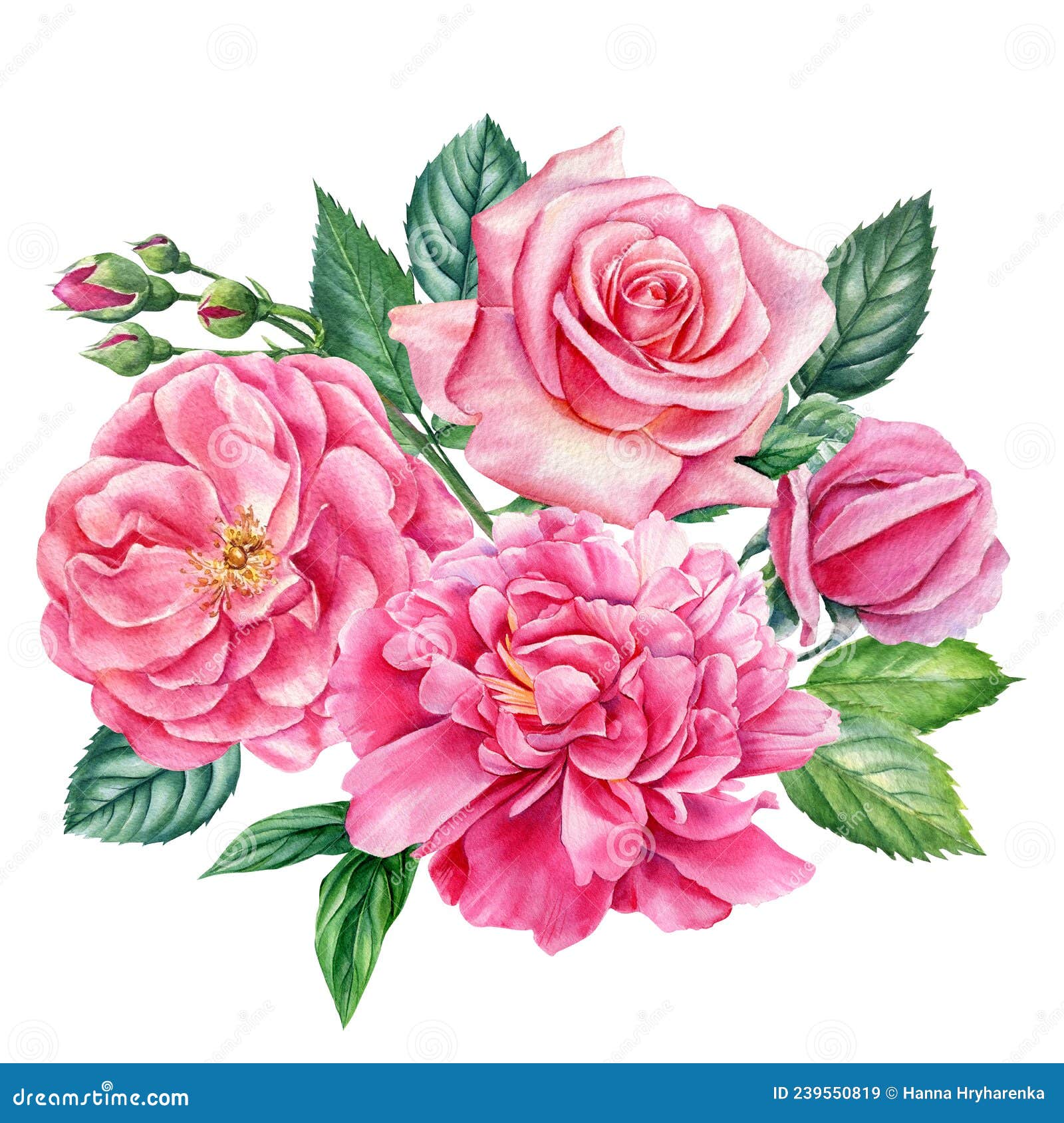 Acuarelas Ilustrativas De Flores De Rosa Y Peonía. Floral Vintage Stock de  ilustración - Ilustración de flores, travieso: 239550819