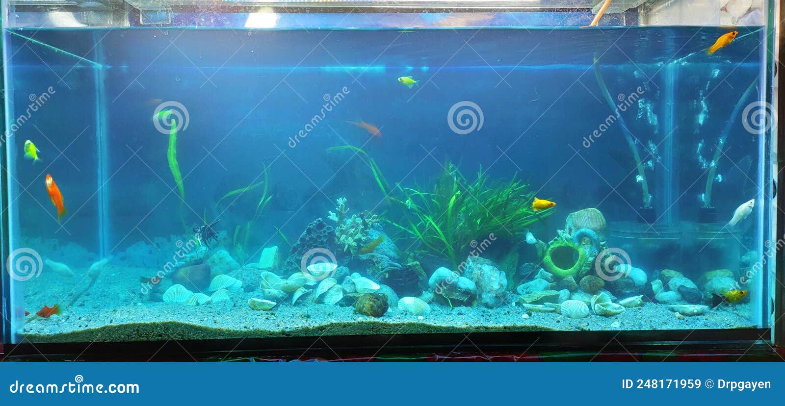 https://thumbs.dreamstime.com/z/acuario-dom%C3%A9stico-decorado-con-piedras-de-arena-corales-y-plantas-acu%C3%A1ticas-peces-naturales-rocas-grava-248171959.jpg