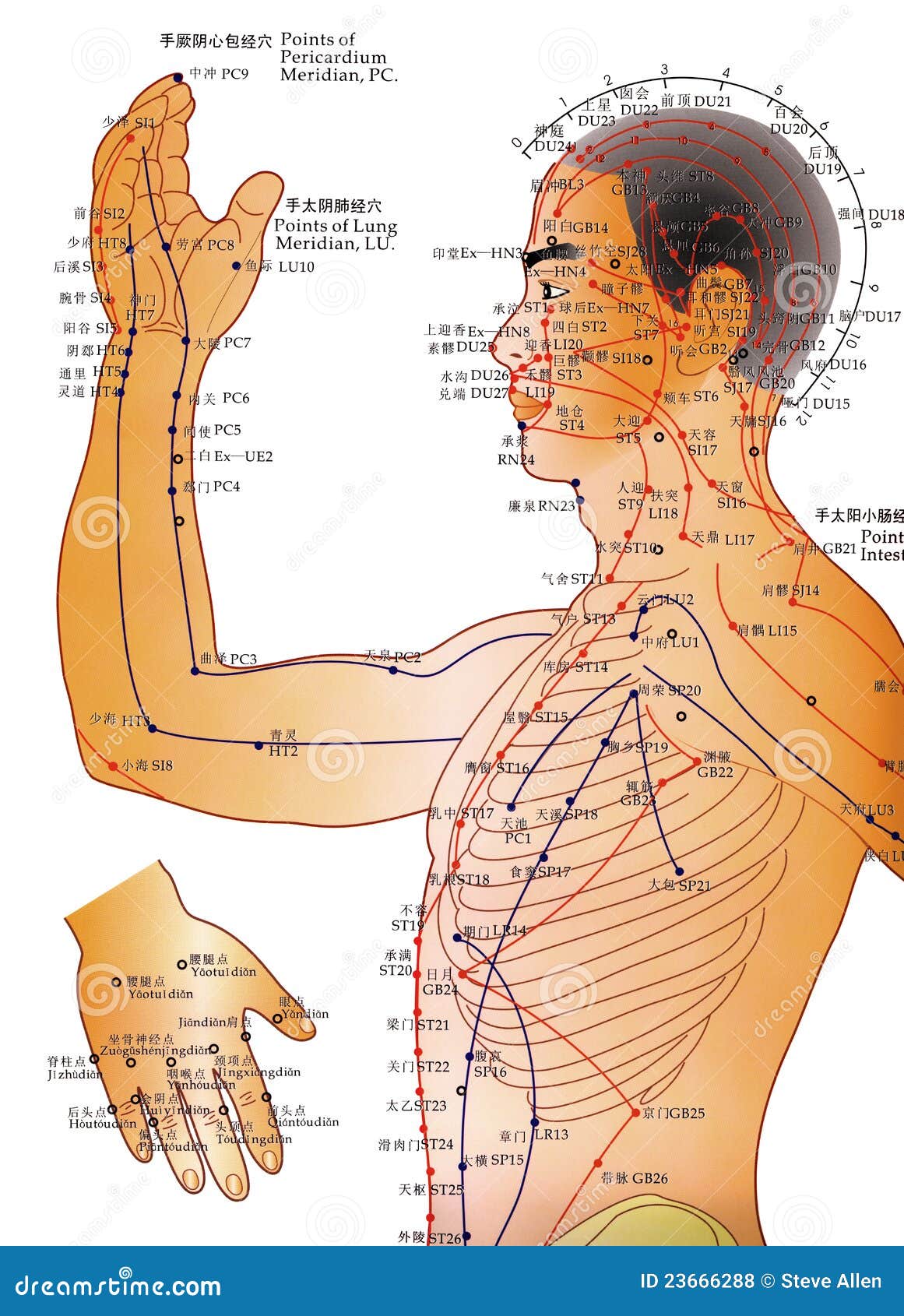 Face Acupuncture Chart