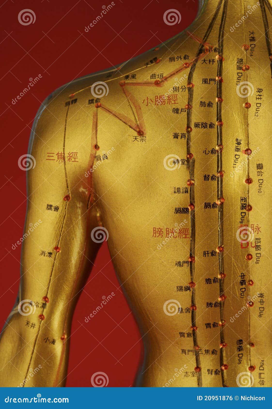 Acupuncture Model Back stock photo. Image of alternative 20951876