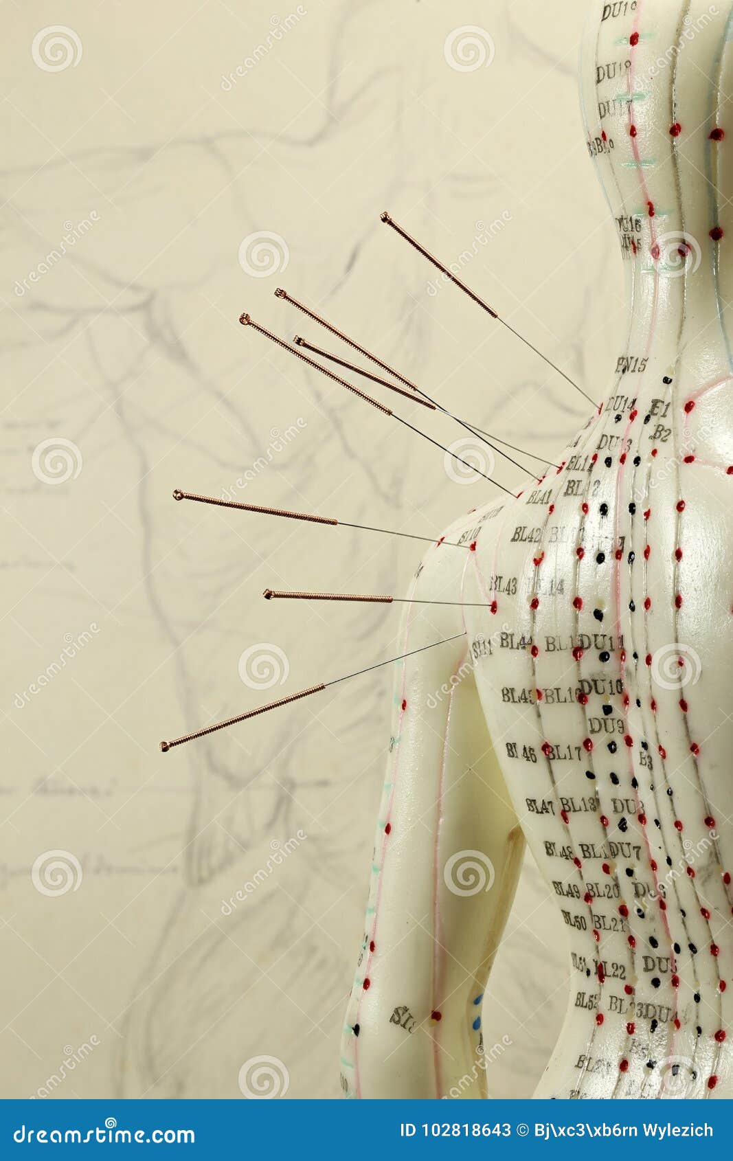 Acupuncture model stock image. Image of learn, needle 102818643