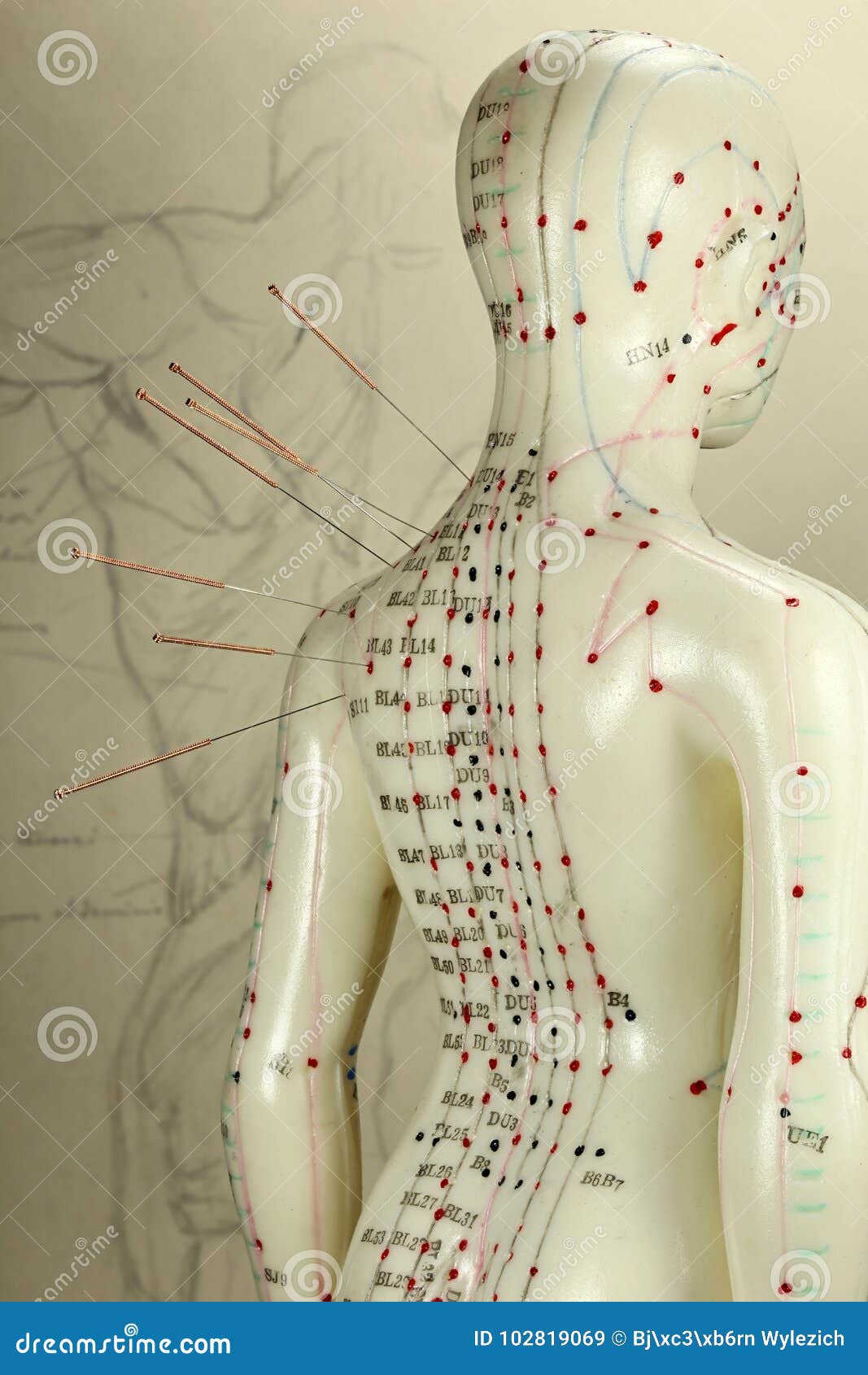 Acupuncture model stock image. Image of pain, practitioners 102819069