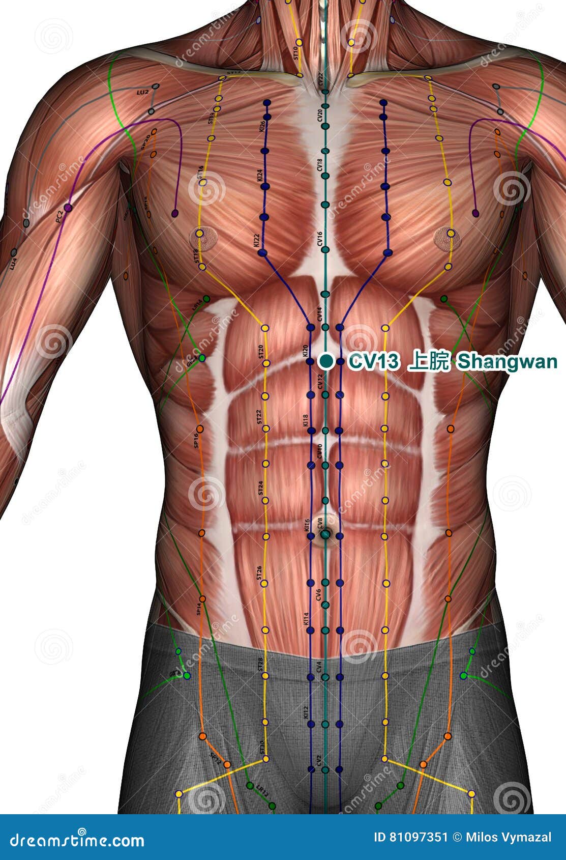 Acupuncture Point CV13 Shangwan, 3D Illustration Stock Illustration