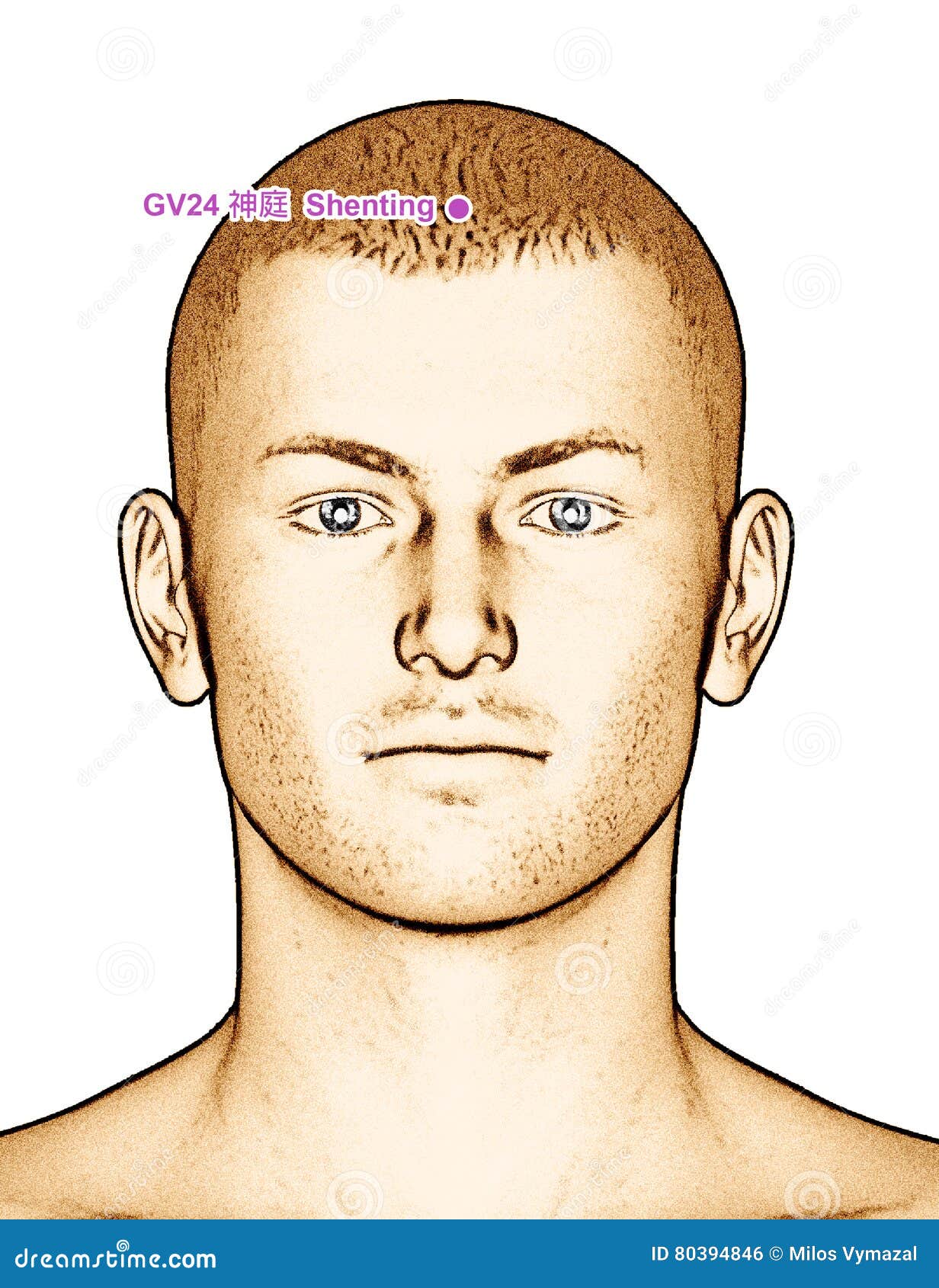 Acupuncture Point Drawing GV24 Shenting Stock Illustration