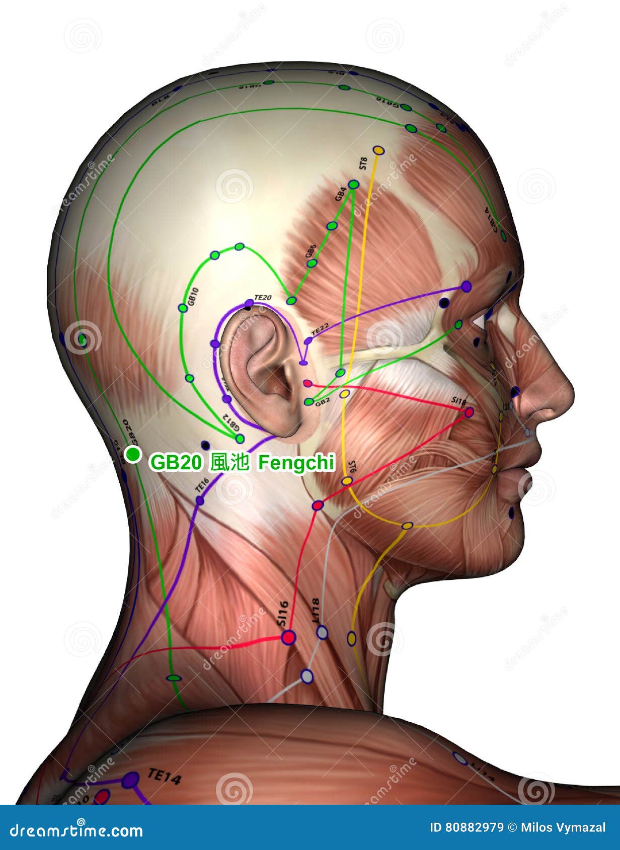 Face Acupuncture Chart