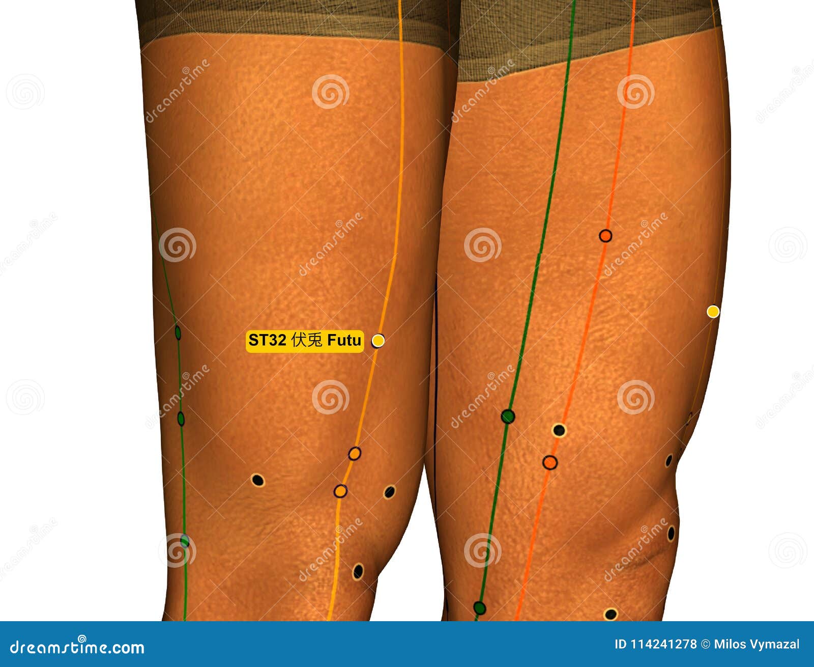 Stomach Acupuncture Points Chart