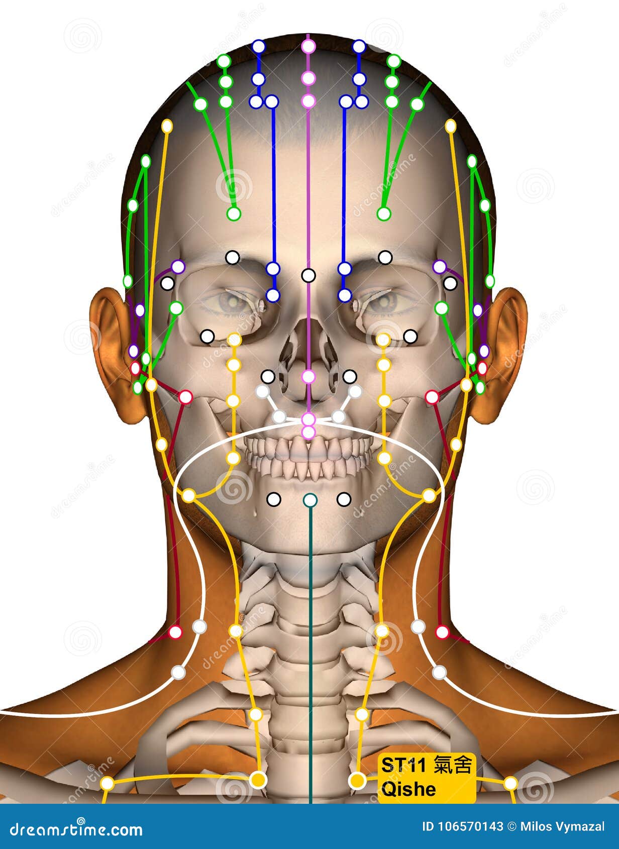 Acupuncture Point ST11 Qishe, Stomach Meridian Stock Illustration ... Biology Diagrams