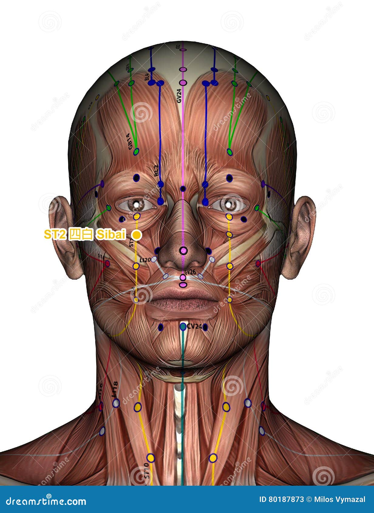 acupuncture point st02 sibai