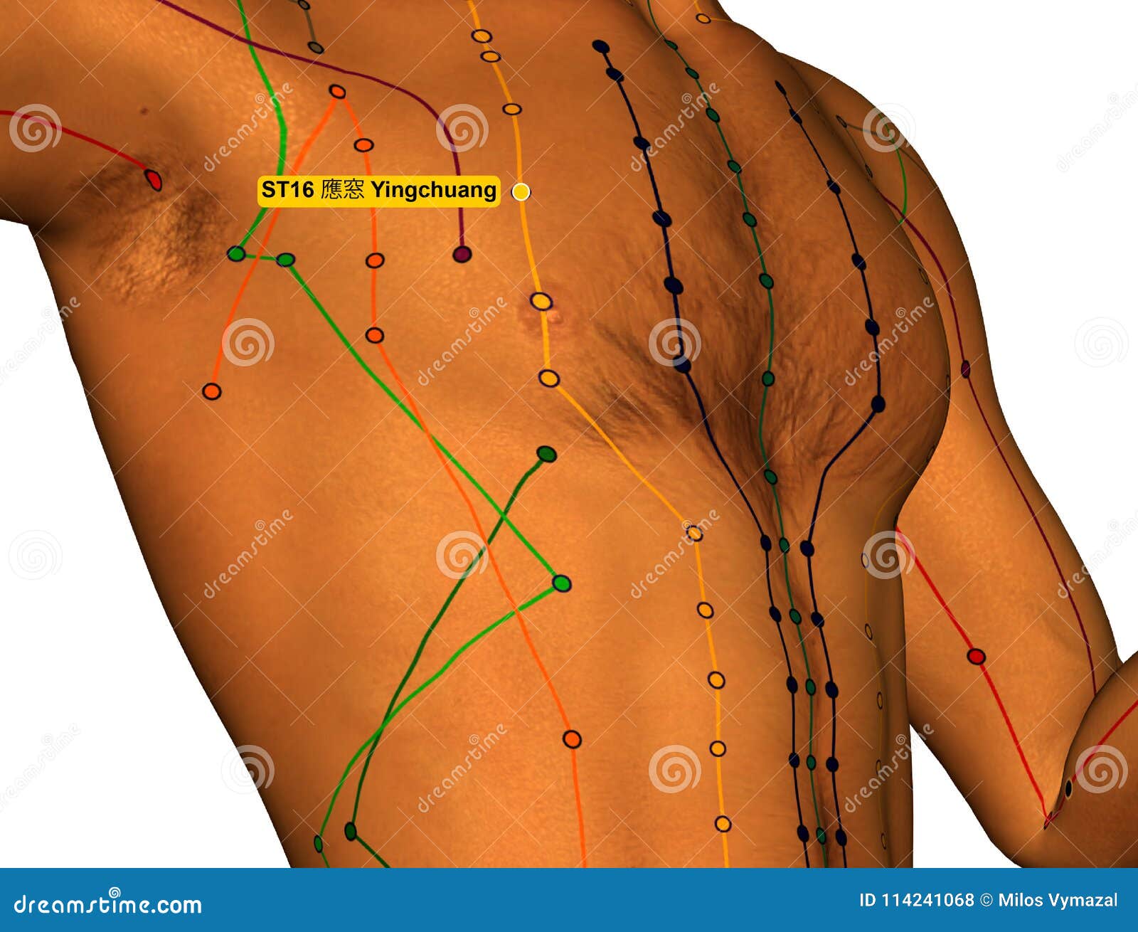 Stomach Acupuncture Points Chart