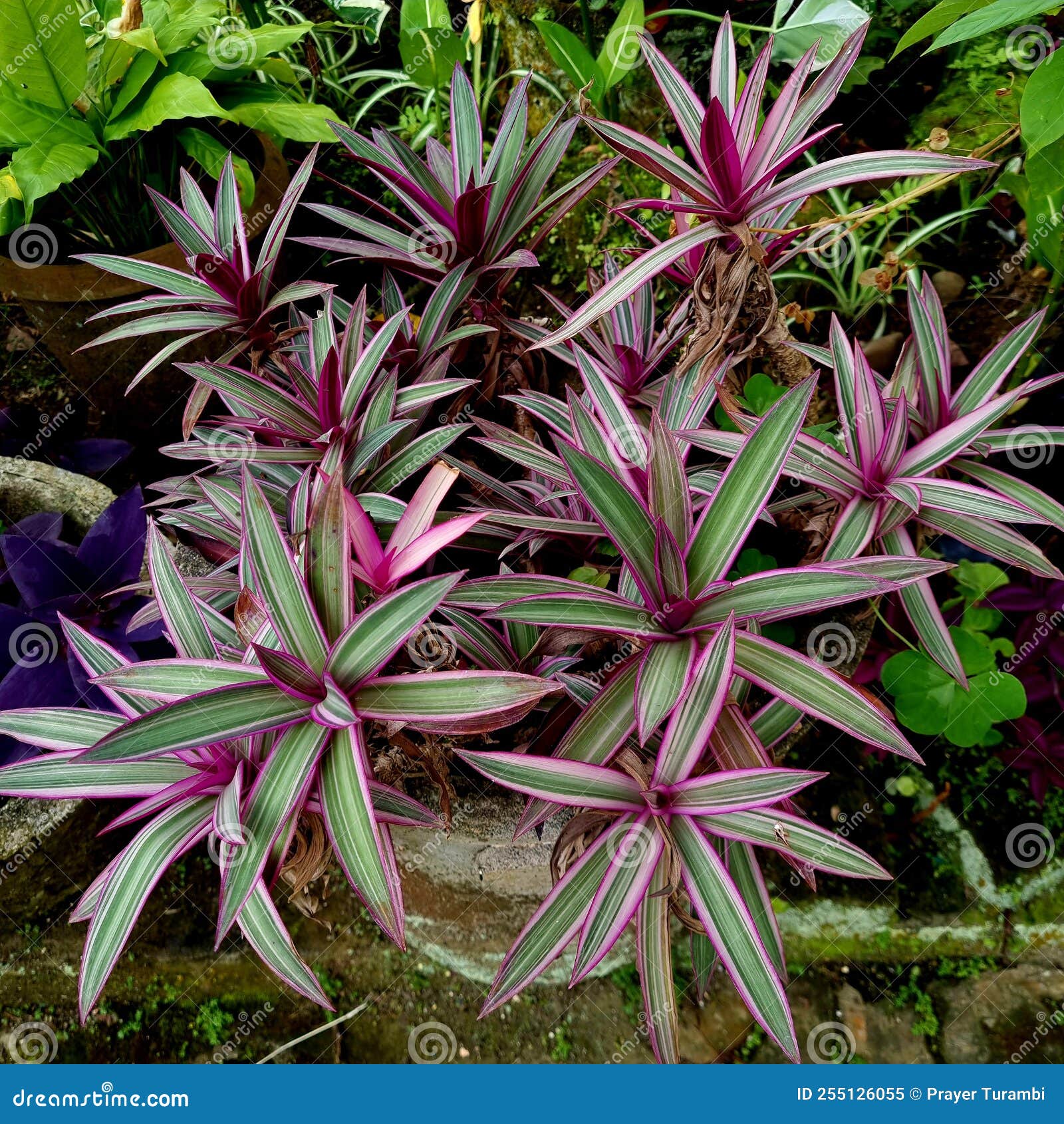 Adam Eve Flowers in the Afternoon Stock Image Image of garden