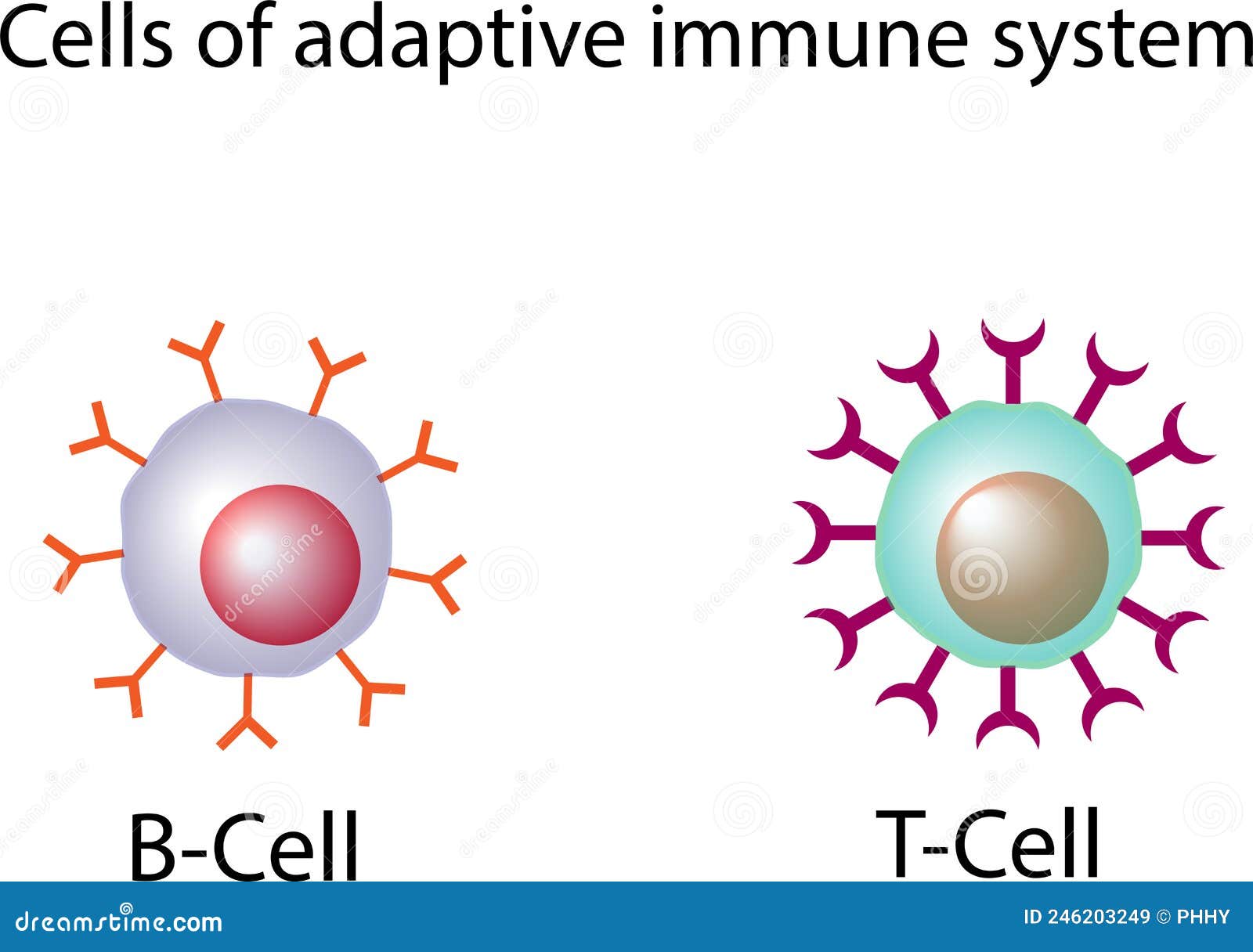 cells of adaptive immune system