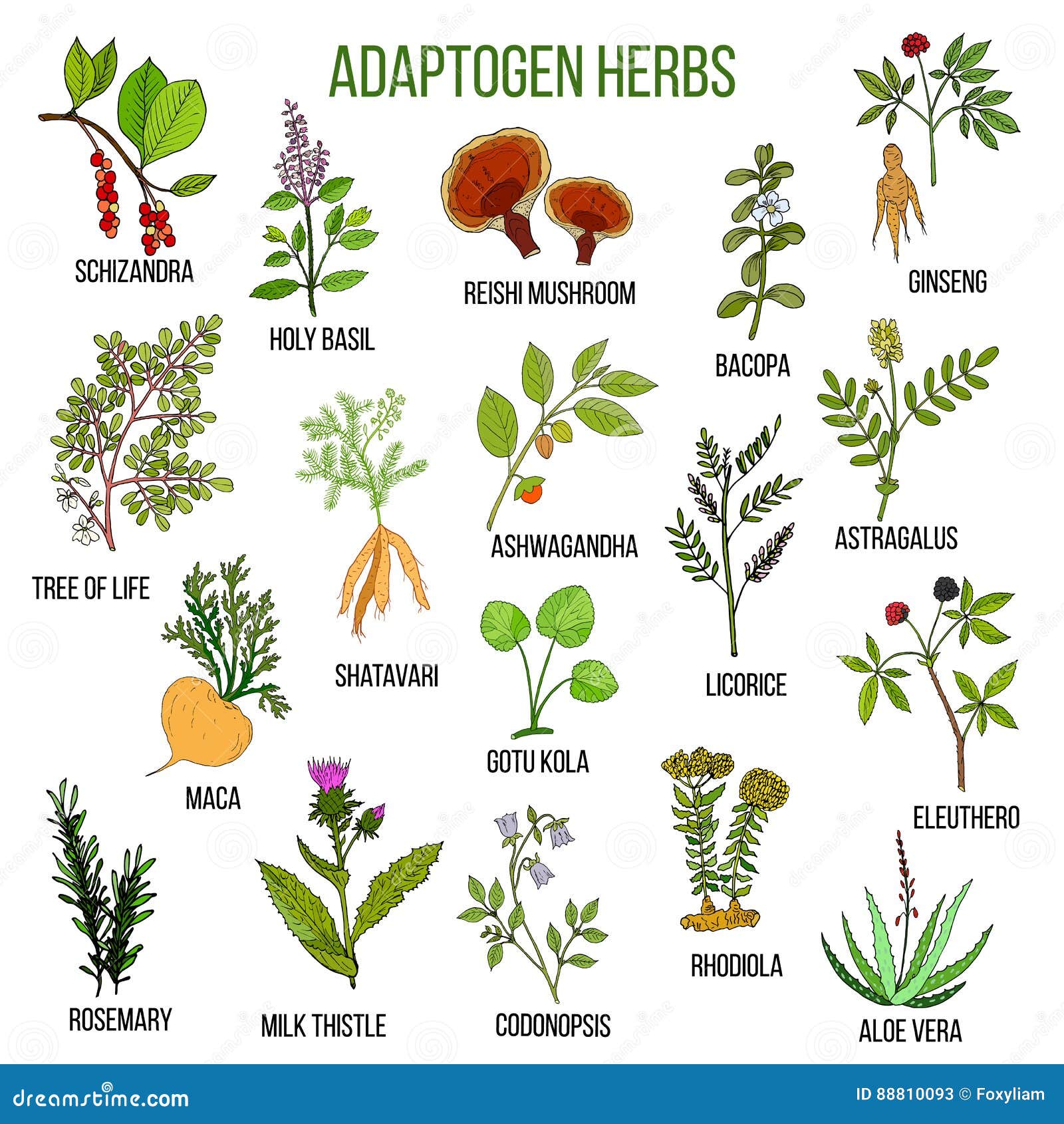 adaptogen herbs. hand drawn set of medicinal plants