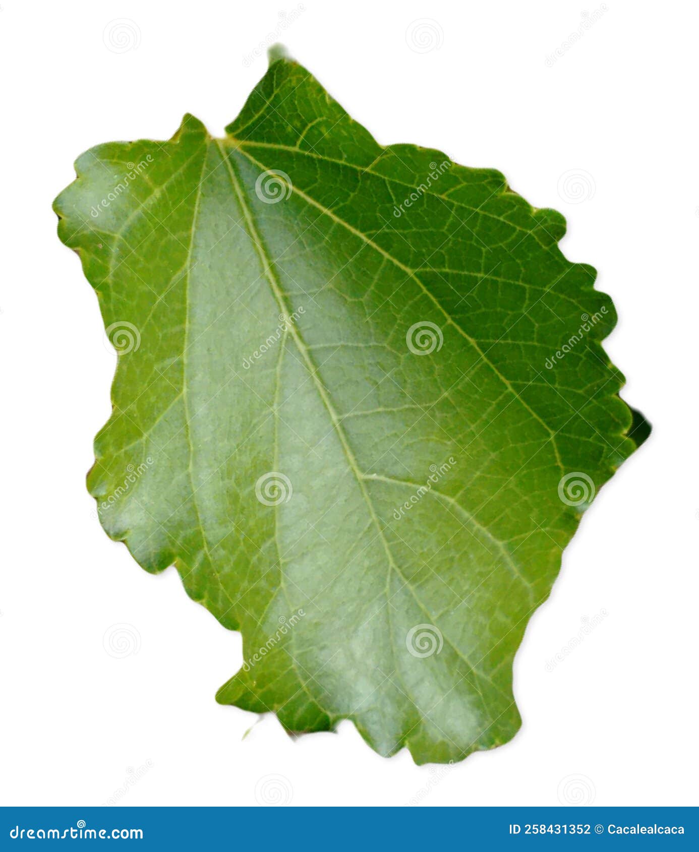 the adaxial face adet or upper sides of the mulberry treeon white background. green leaf, serrated edge, abnormally d.