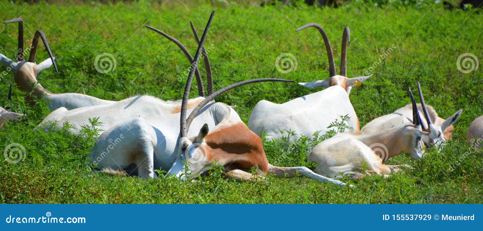 addax addax nasomaculatus