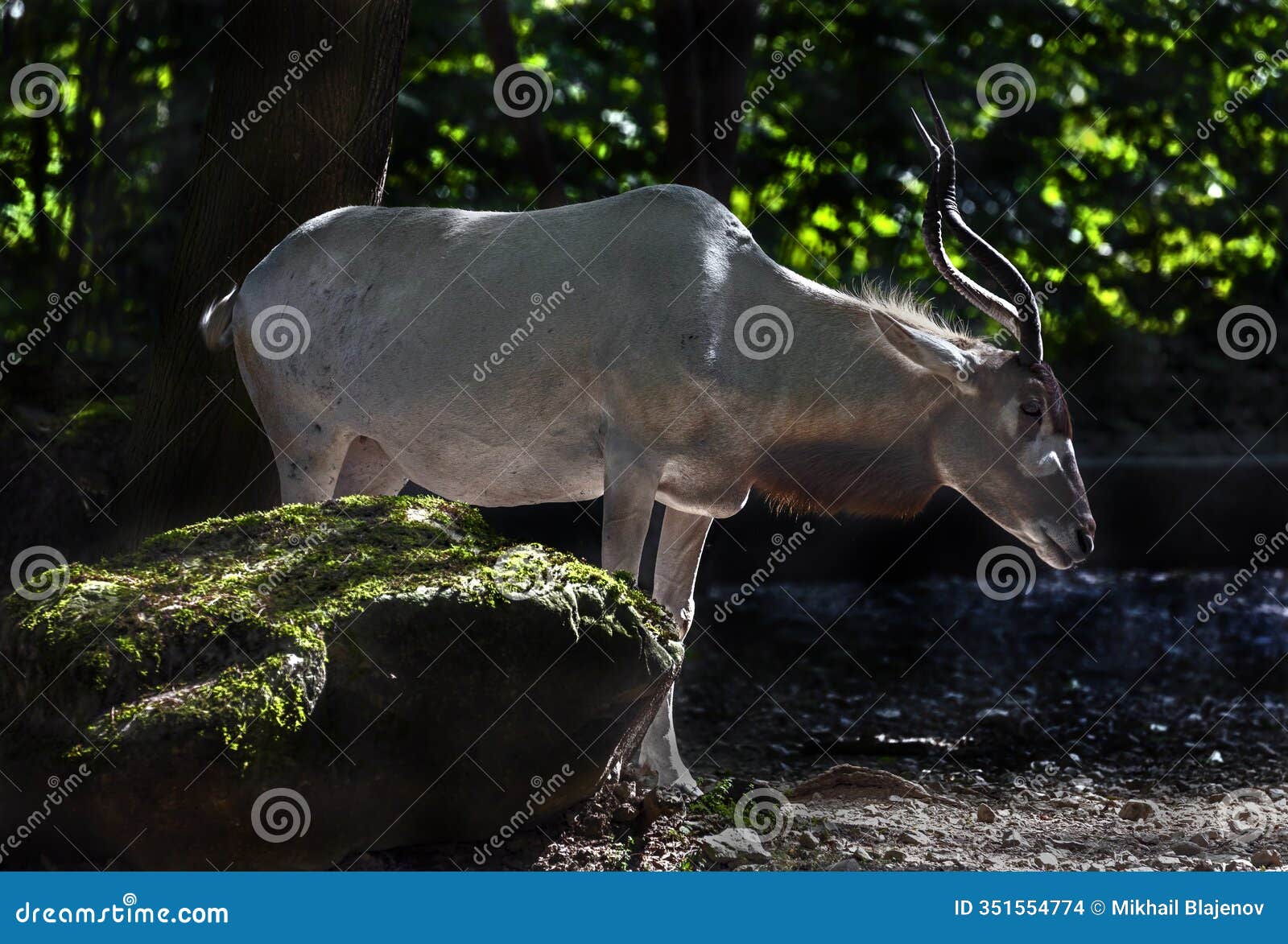 addax antelope at the stone 1