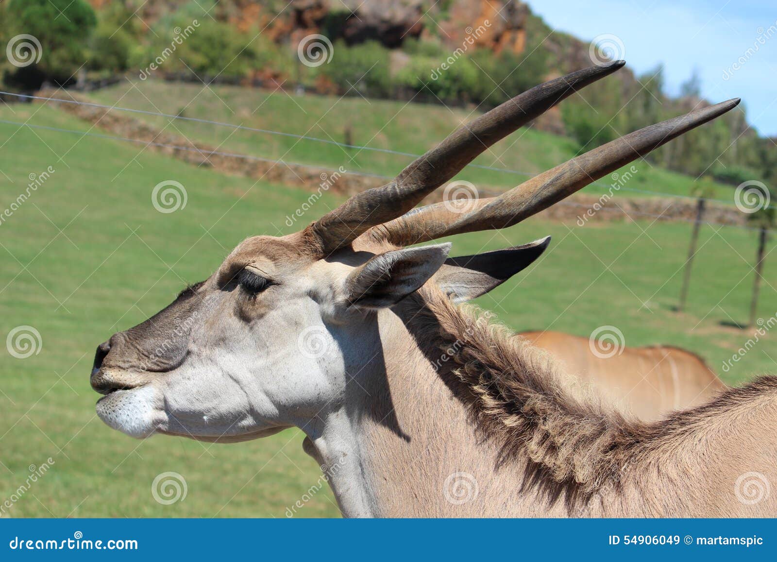 addax