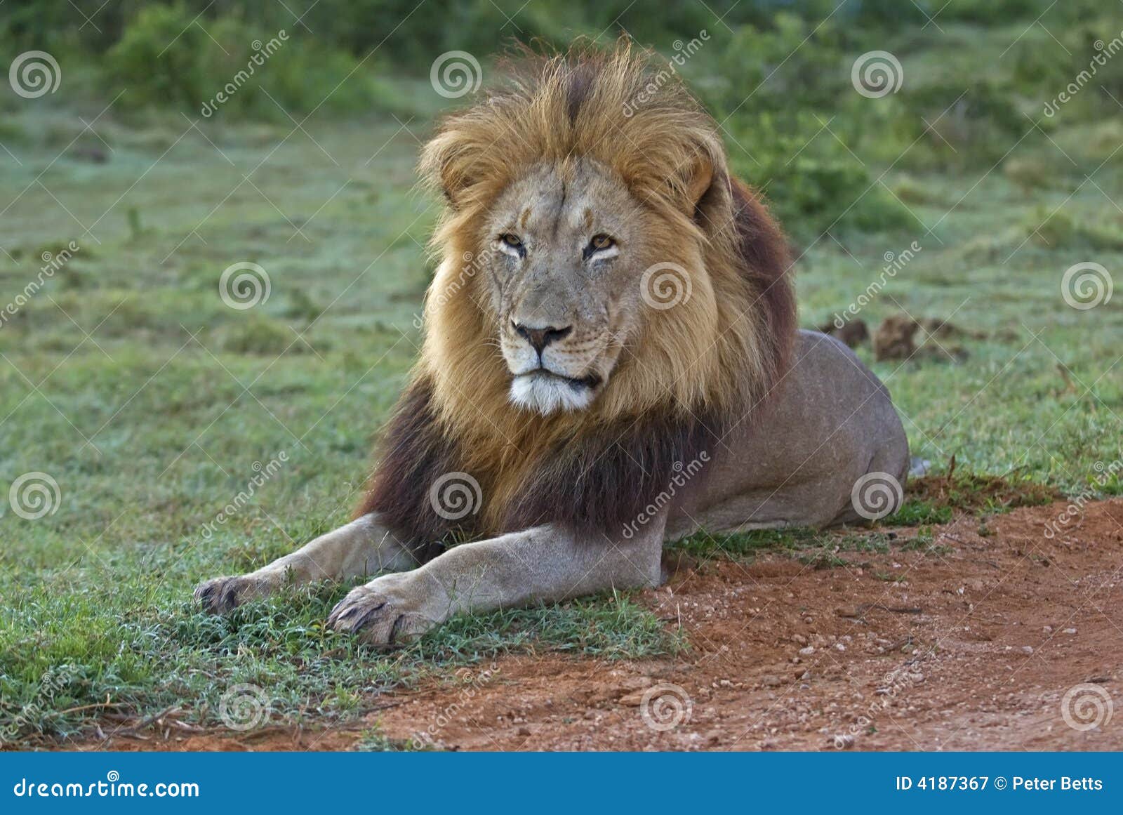 Addo Lion Tsama stock image. Image of claw, africa, tooth - 4187367