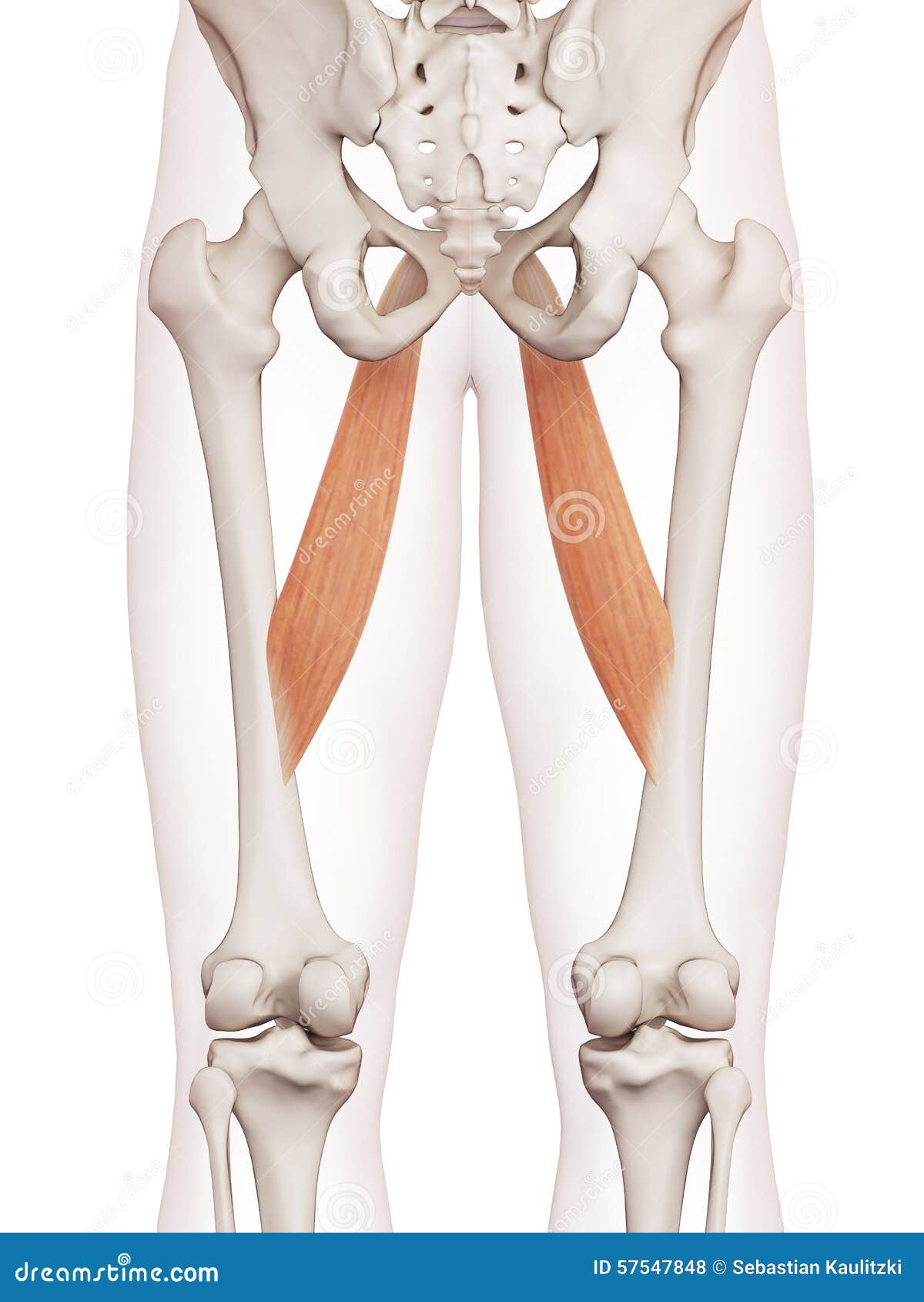 the adductor longus