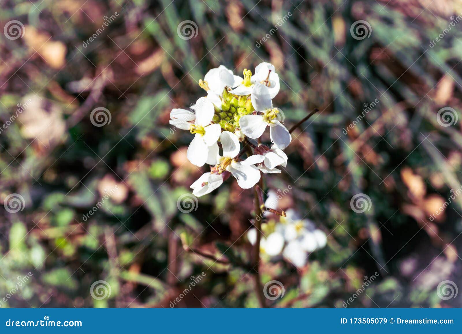 adelanto de la primavera. advancement of spring, blooming in winter