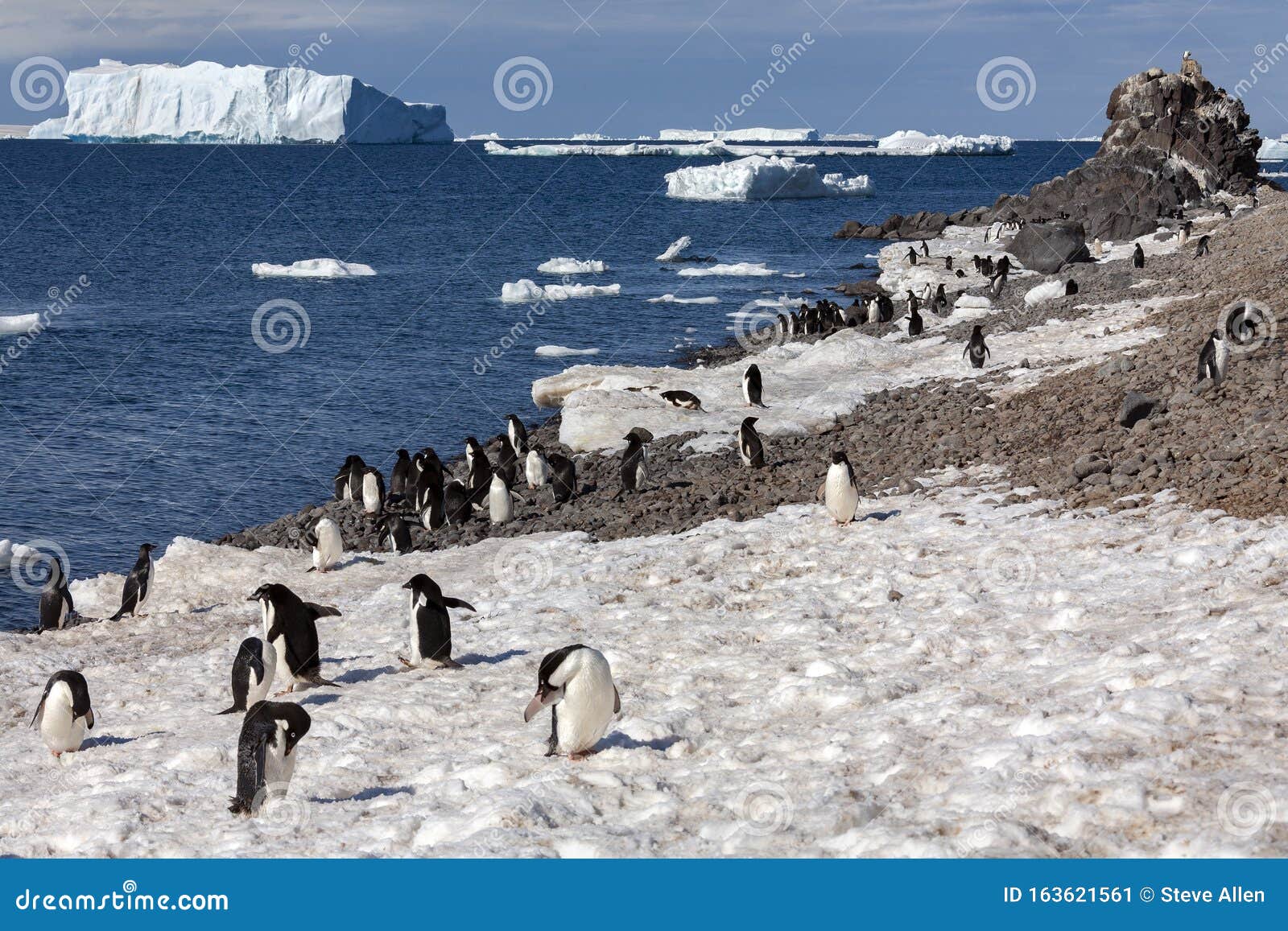 adelie penguin colony - antarctic peninsula in antarctica