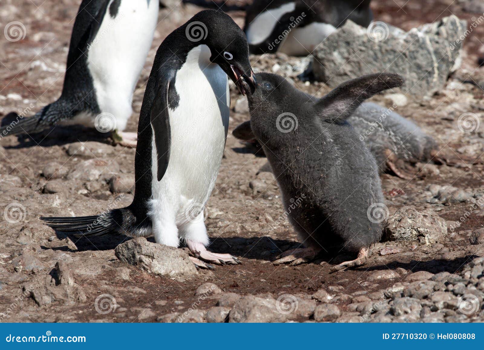 Adelie Penguin Mother Feeding the Cute Grey Fluffy Chick Stock Photo