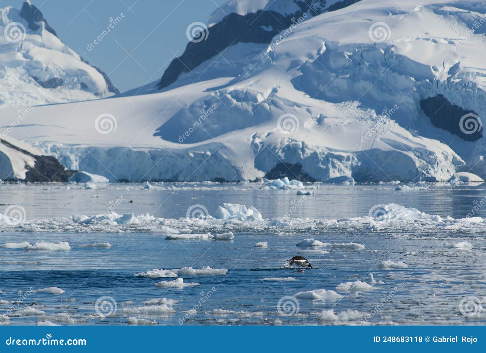 adelie penguin porpoising,paradise bay , antarctic peninsula,