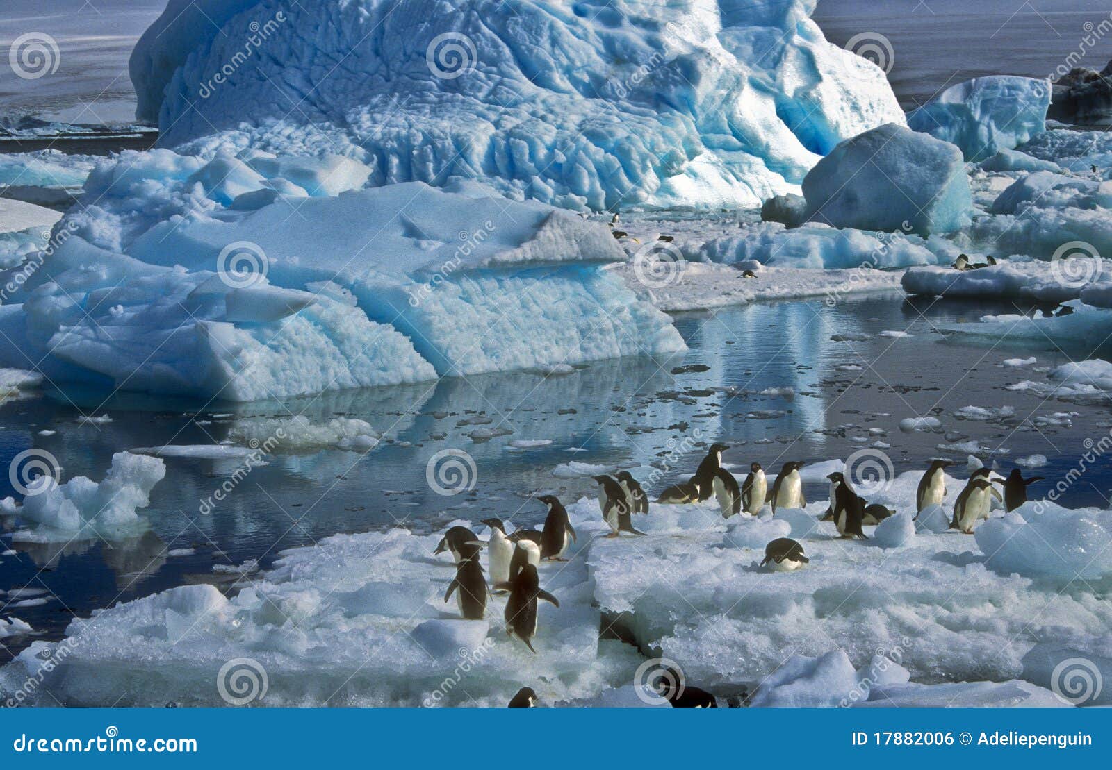 adelie penguins on ice, antarctica