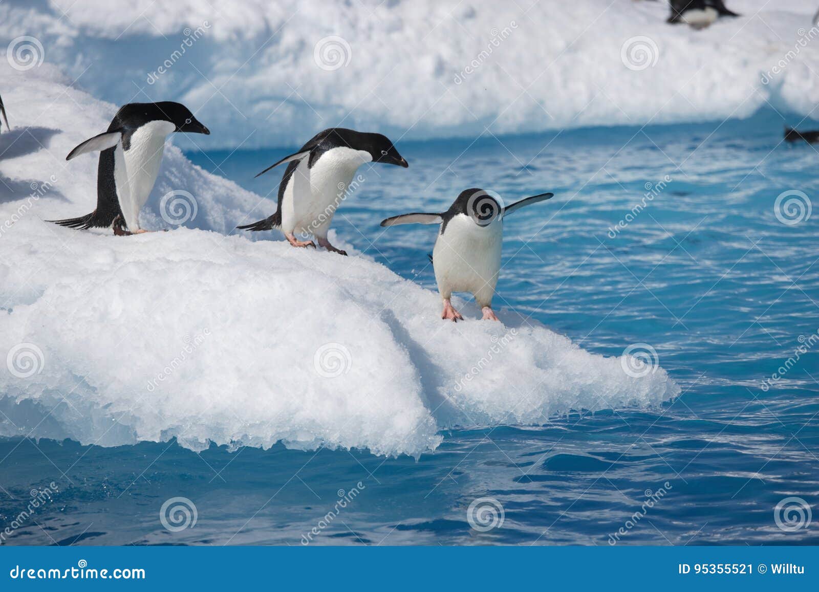 adelie penguins on iceberg edge in antarctica