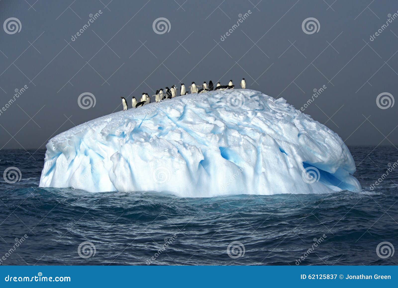 adelie penguins on an iceberg, weddell sea, anarctica