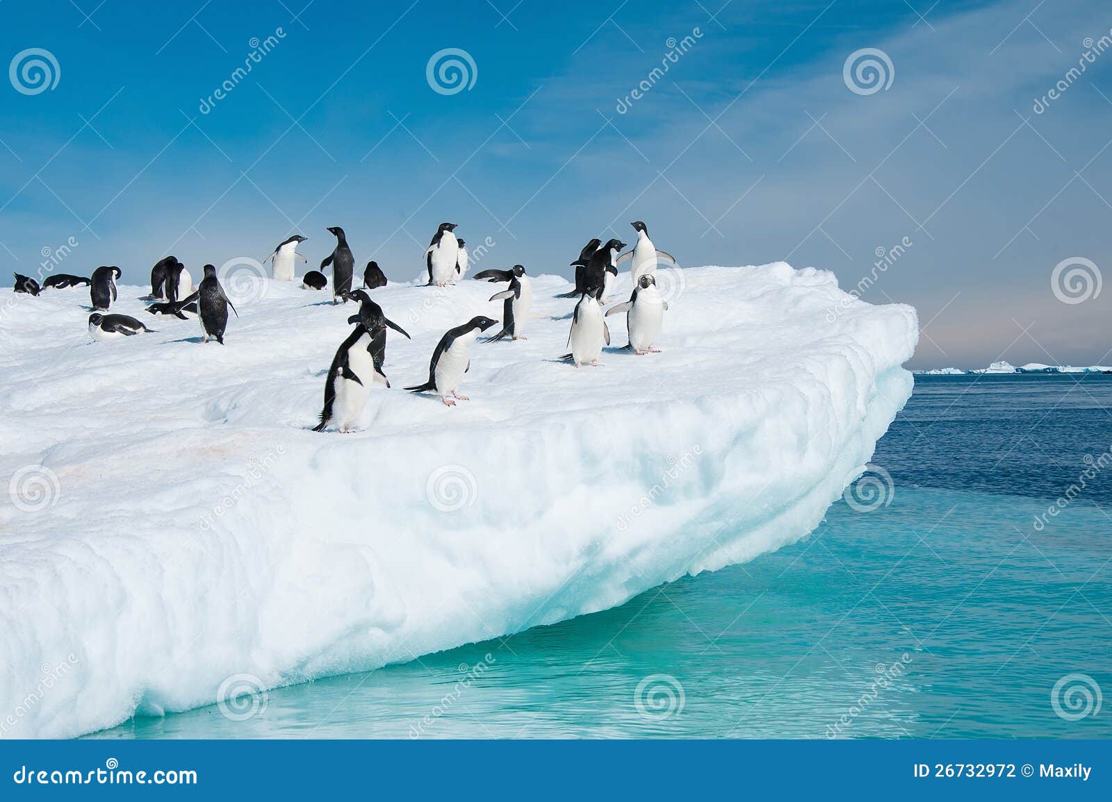 Adelie-Pinguine, Die Vom Eisberg Springen Stockfoto - Bild von