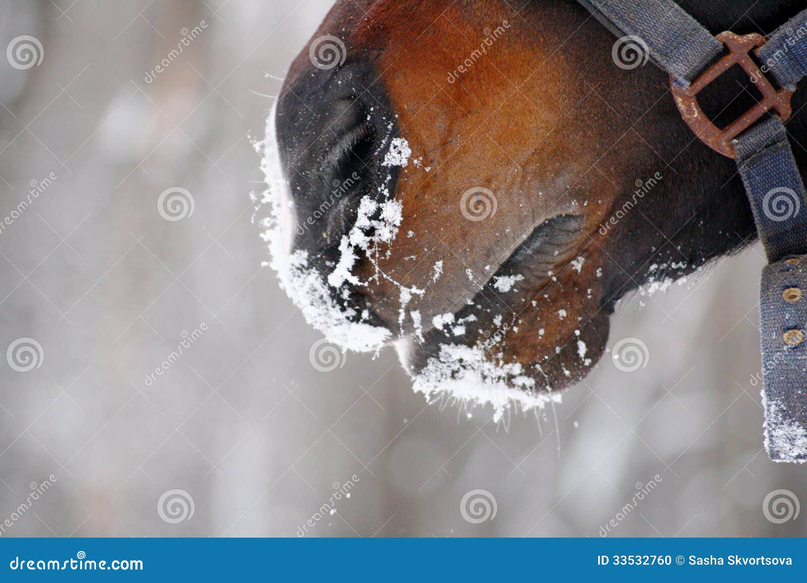 Ademend paard. De neusgaten van het paard de adem van de winter