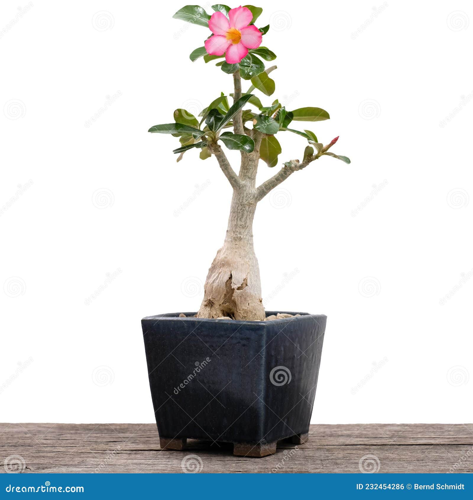 Adenio De La Rosa Del Desierto Con Flor Como árbol Bonsai Foto de archivo - Imagen de arte, flor: 232454286 Adenio De La Rosa Del Desierto Con Flor Como árbol Bonsai Foto de archivo - Imagen de arte, flor: 232454286