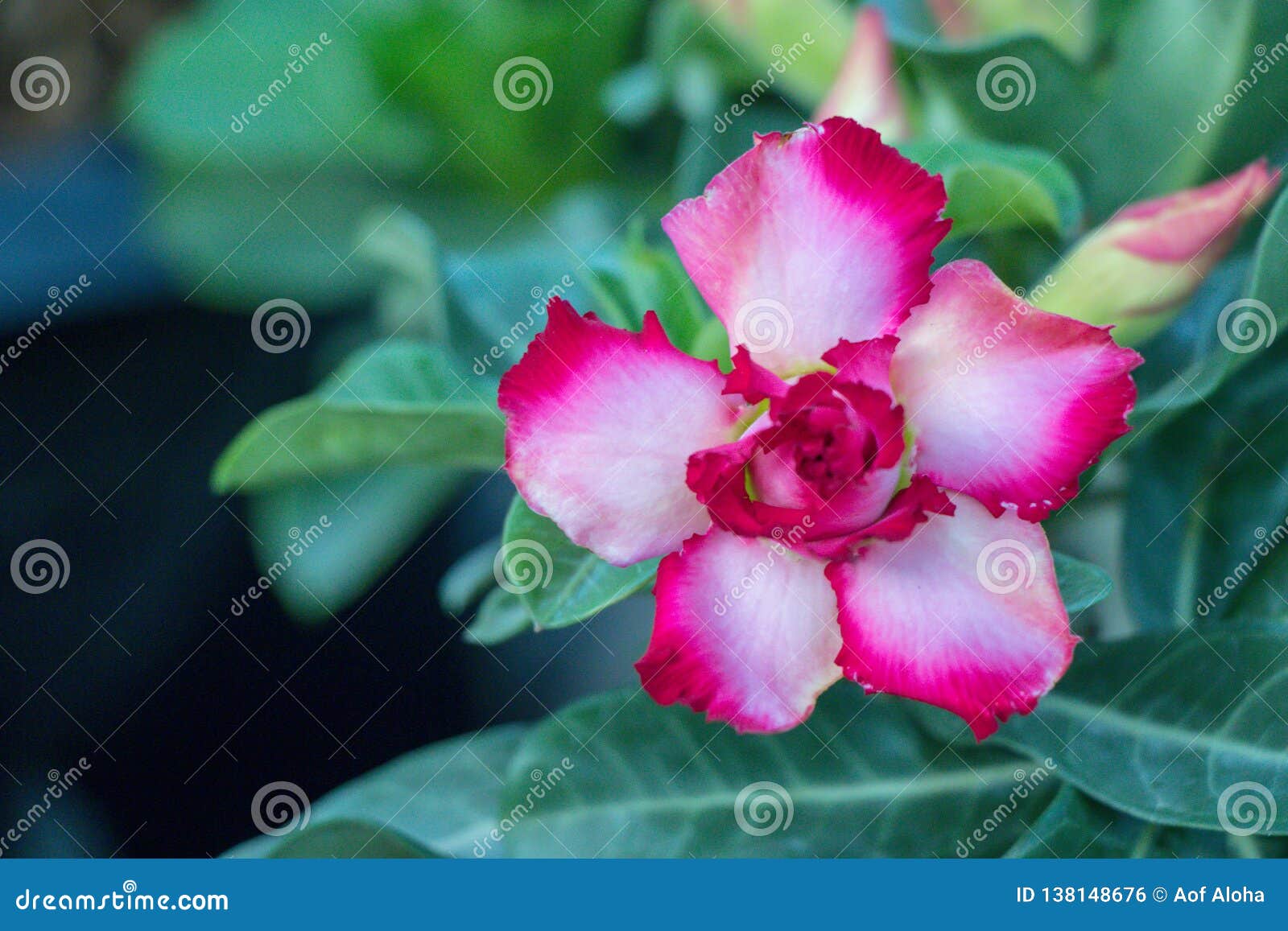 Close Up Adenium Arabicum Flower.Common Names Include Impala Lily And ...