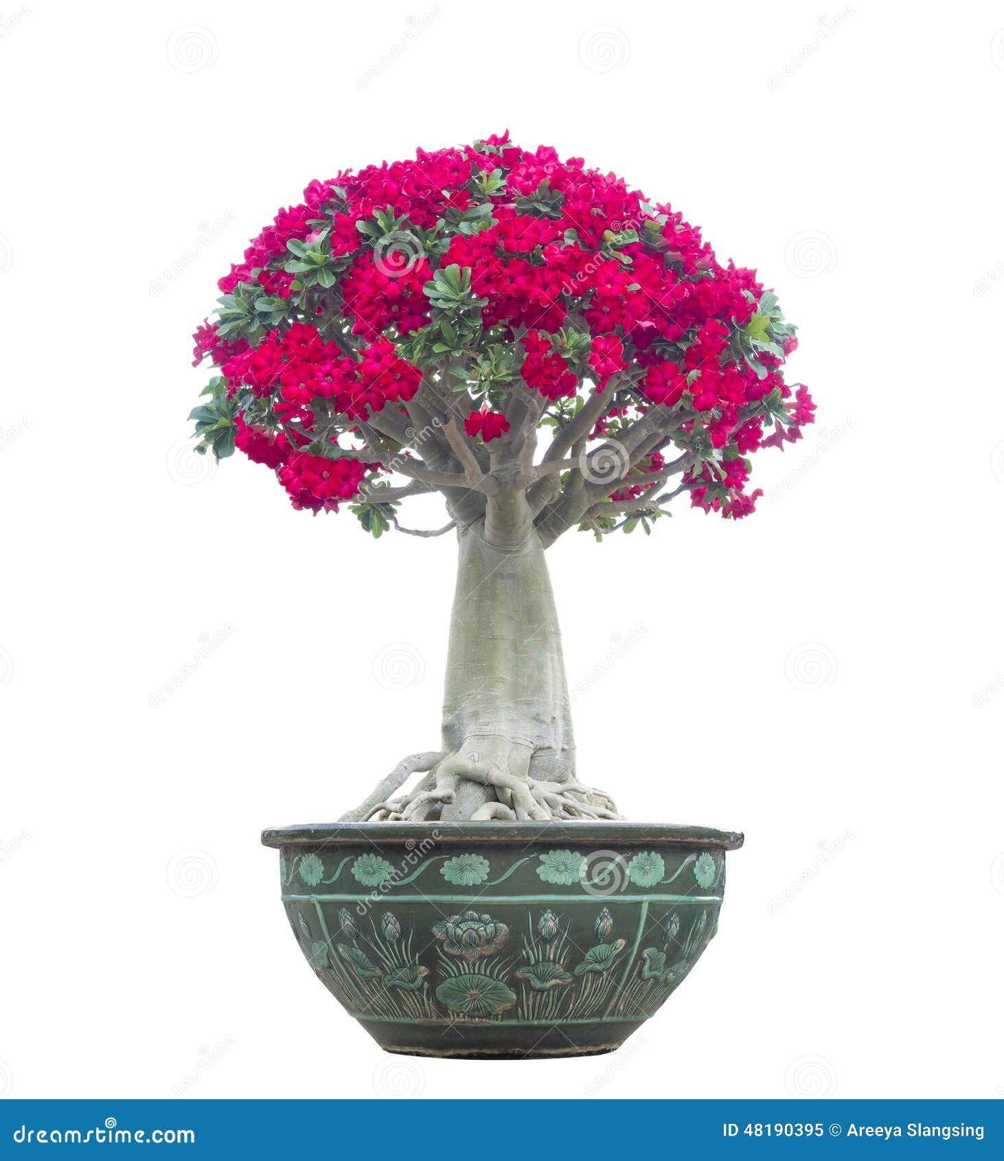 Adenium Obesum Tree Or Desert Rose In Flowerpot. Stock Photo