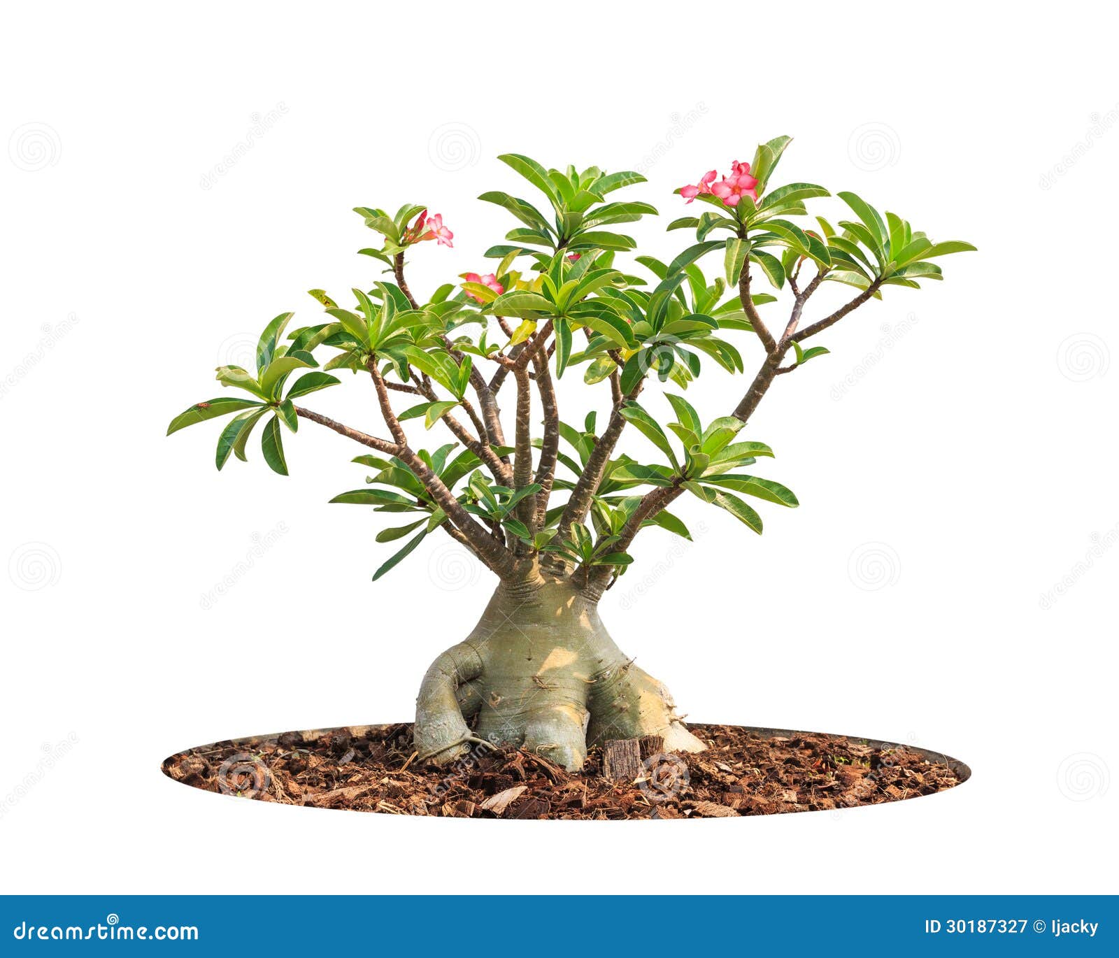 Adenium Obesum Tree Or Desert Rose In Flowerpot. Stock Photo