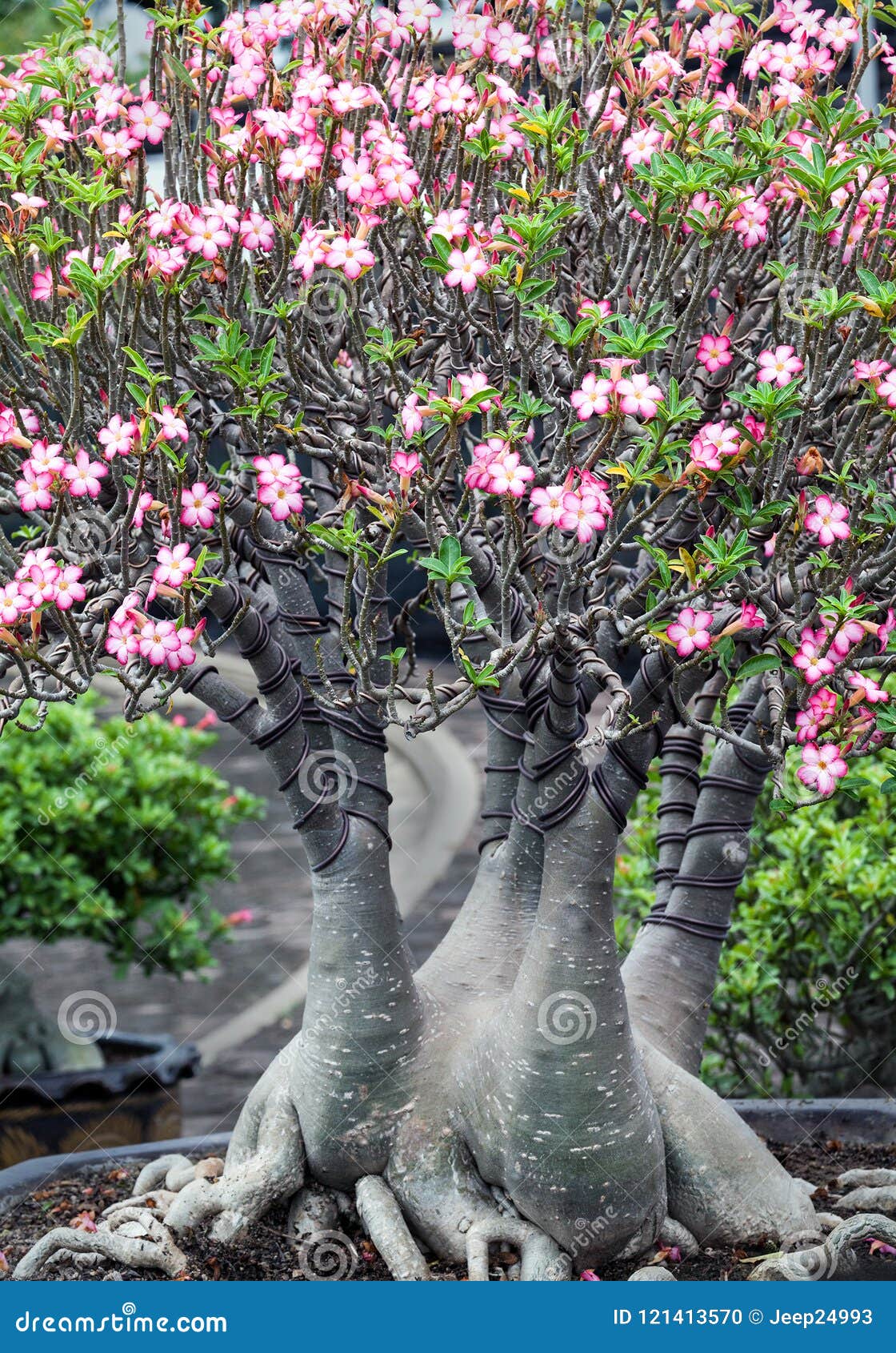 Adenium Ou Fleur Rose De Désert Photo stock - Image du couleur