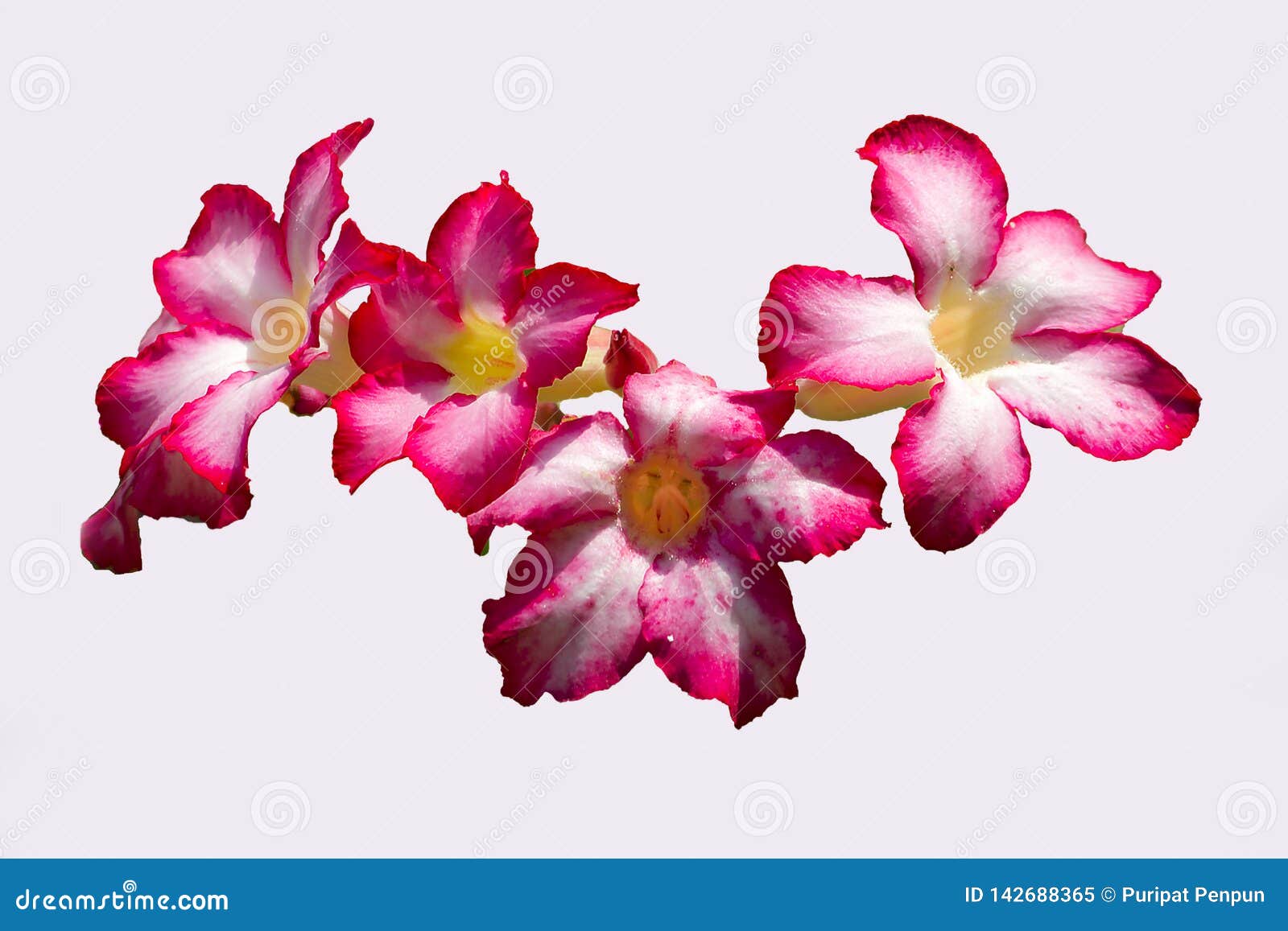 Adenium Pink is Blooming is the Name of a Colorful Plant of Beautiful ...