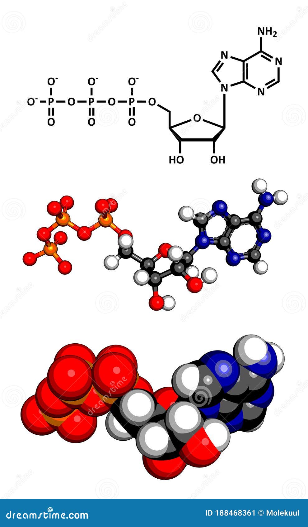 Adenosina Trifosfato Atp Molécula De Transporte De Energía Stock de  ilustración - Ilustración de estructura, suplemento: 188468361