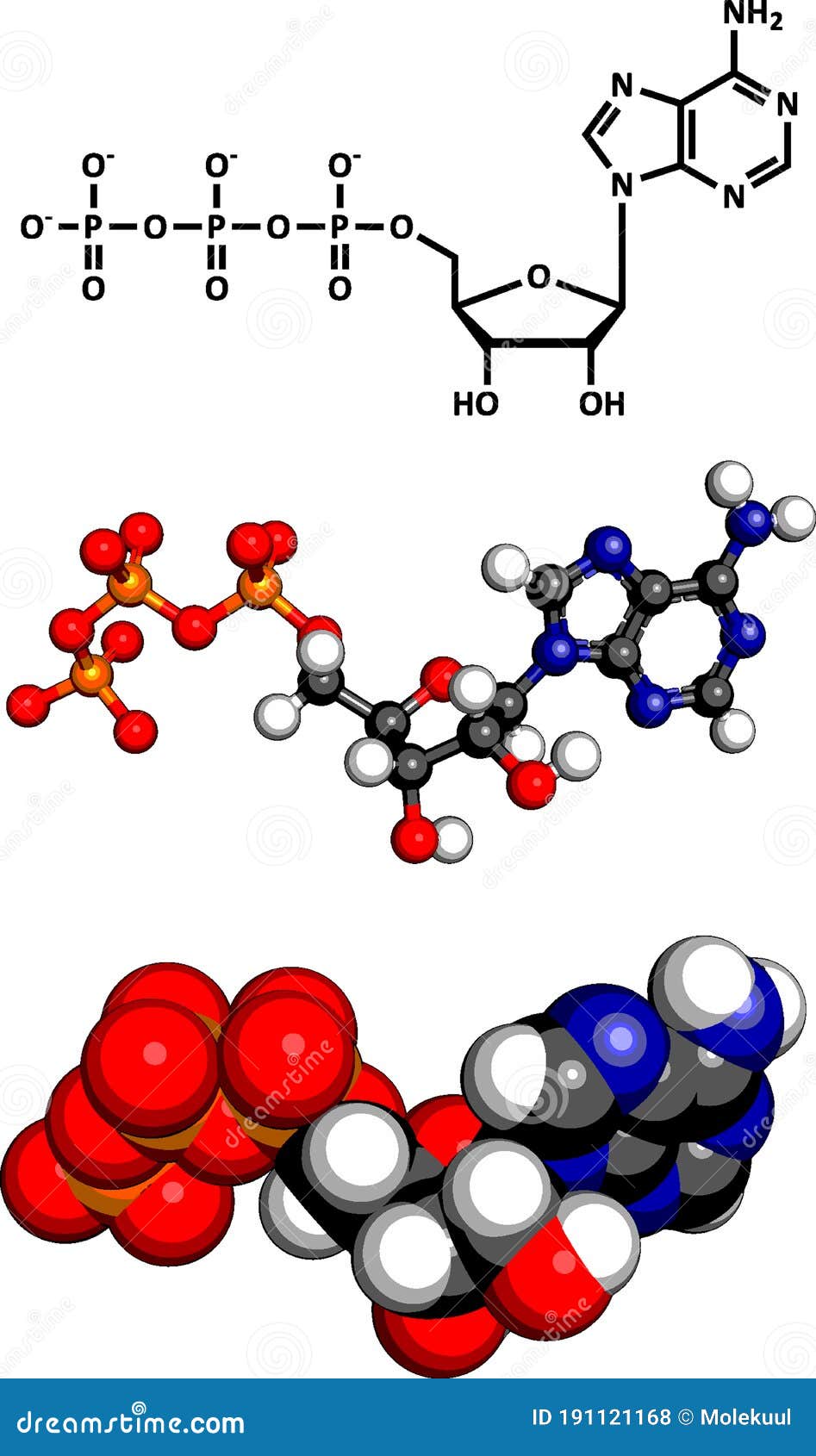 Adenosine triphosphate (ATP) energy transport molecule, chemical structure
