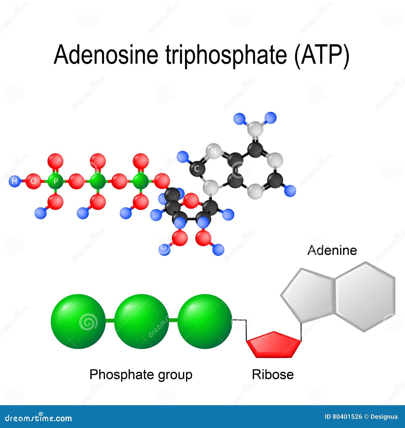 adenosine triphosphate atp structural formula