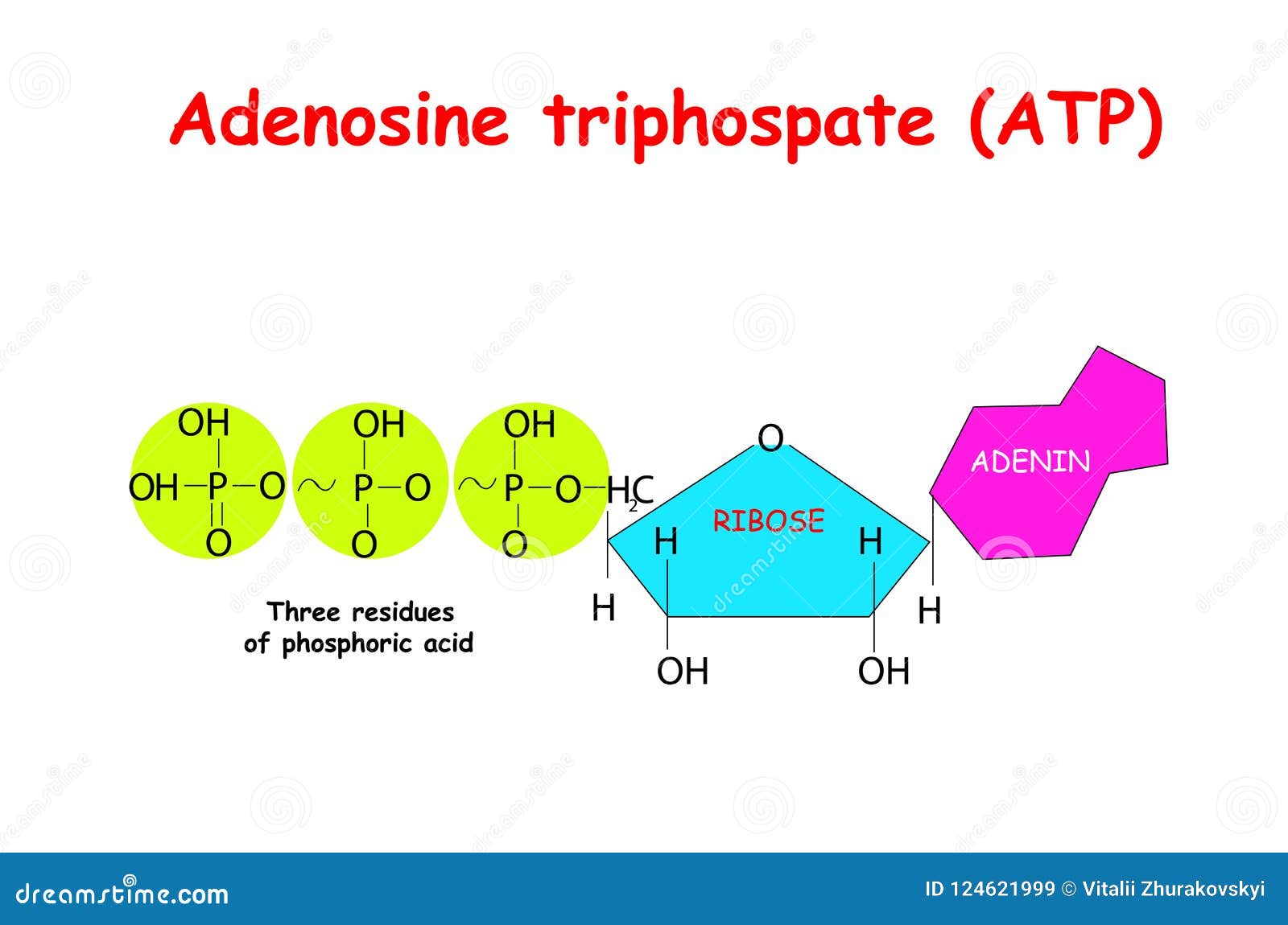 adenosine triphosphate atp on white background. atp provides energy to drive many processes in living cells, e.g. muscle contrac