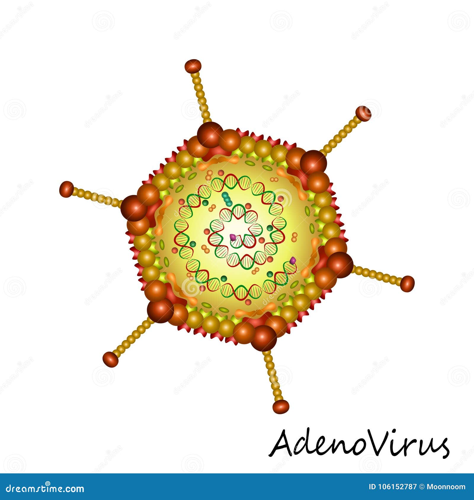 adenovirus particle structure 