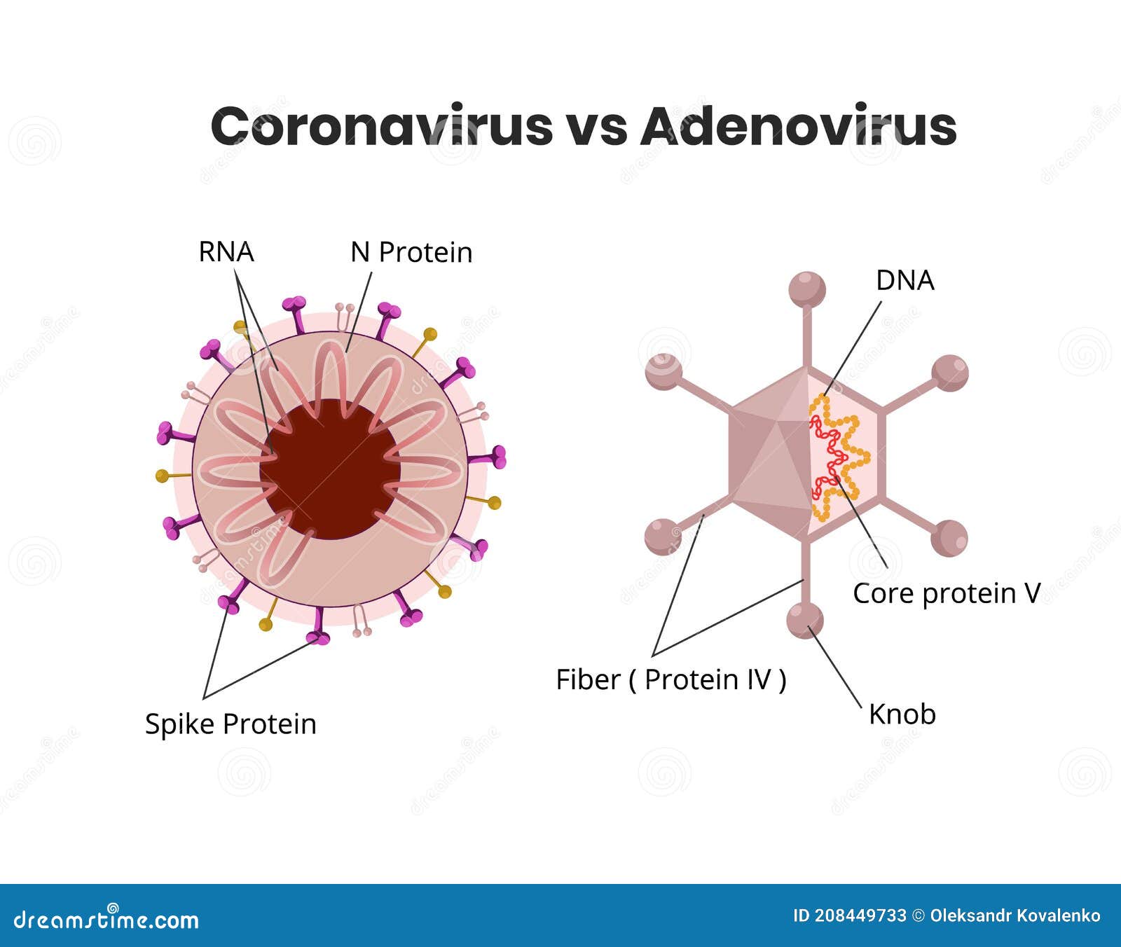 adenovirus structure versus coronavirus anatomy. rna vs dna virus comparison