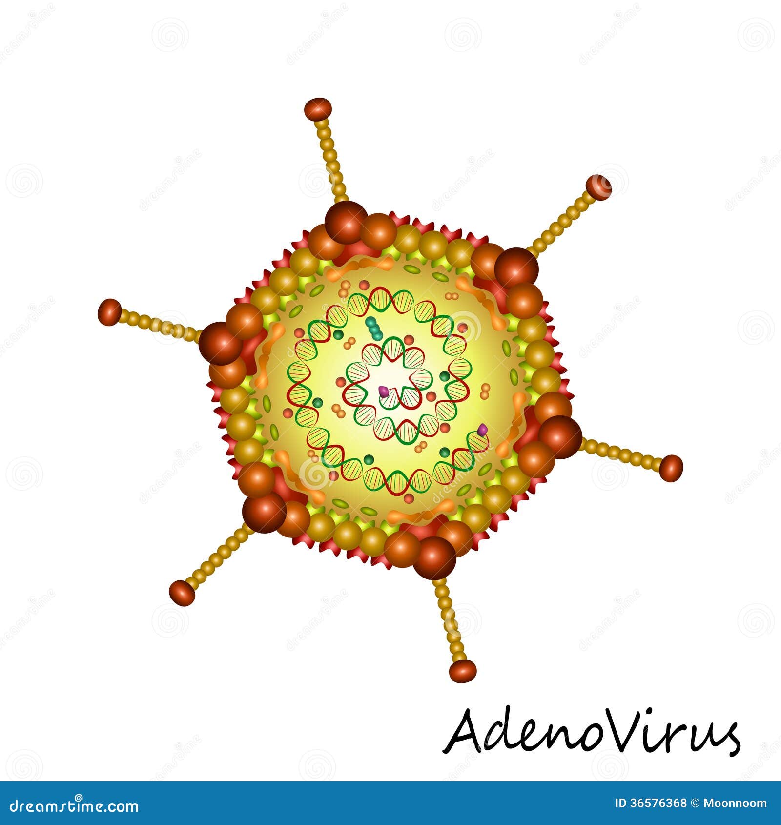 Structure Of Adenovirus. Vector Diagram | CartoonDealer.com #34731829