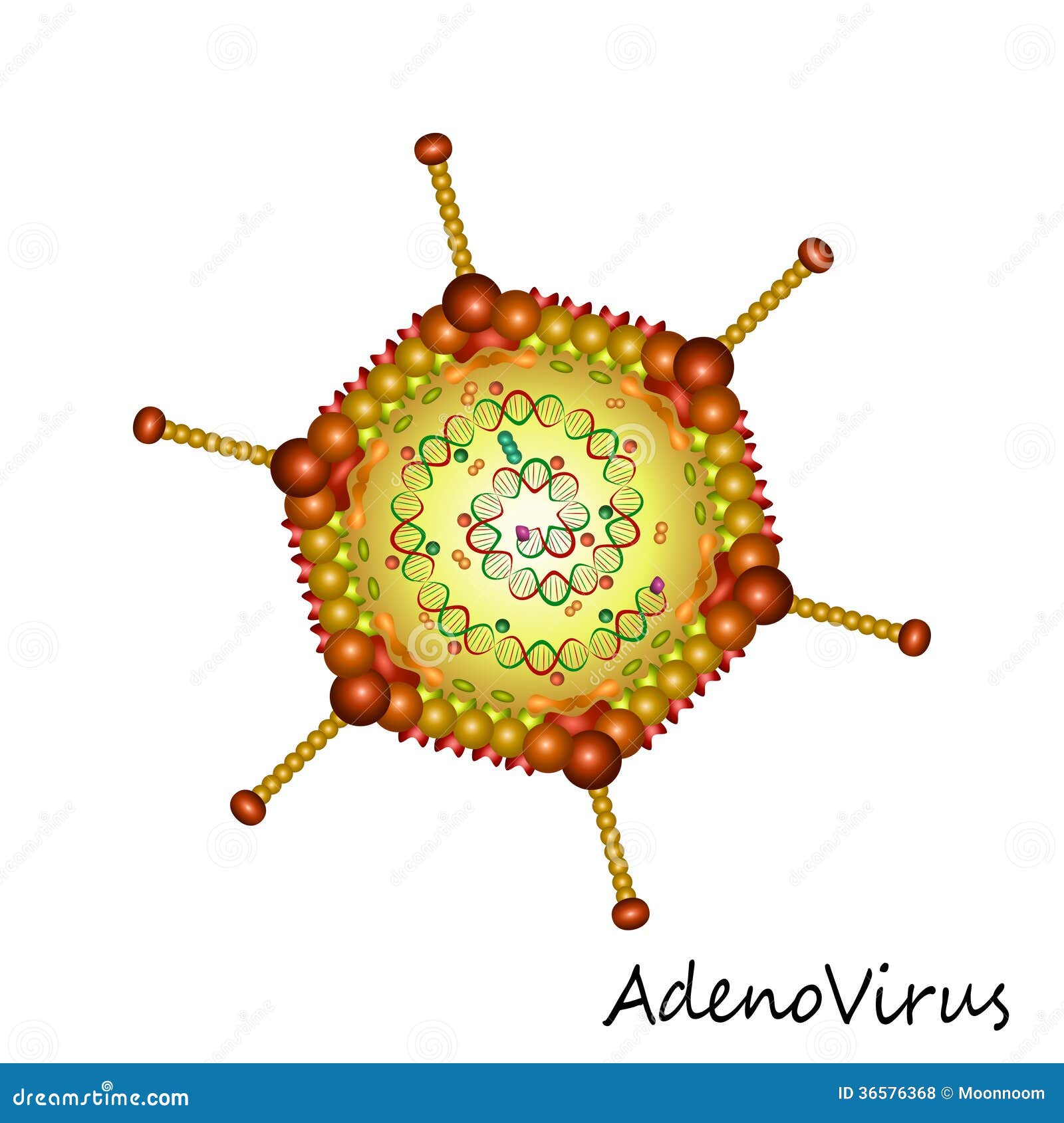 adenovirus virus particle structure