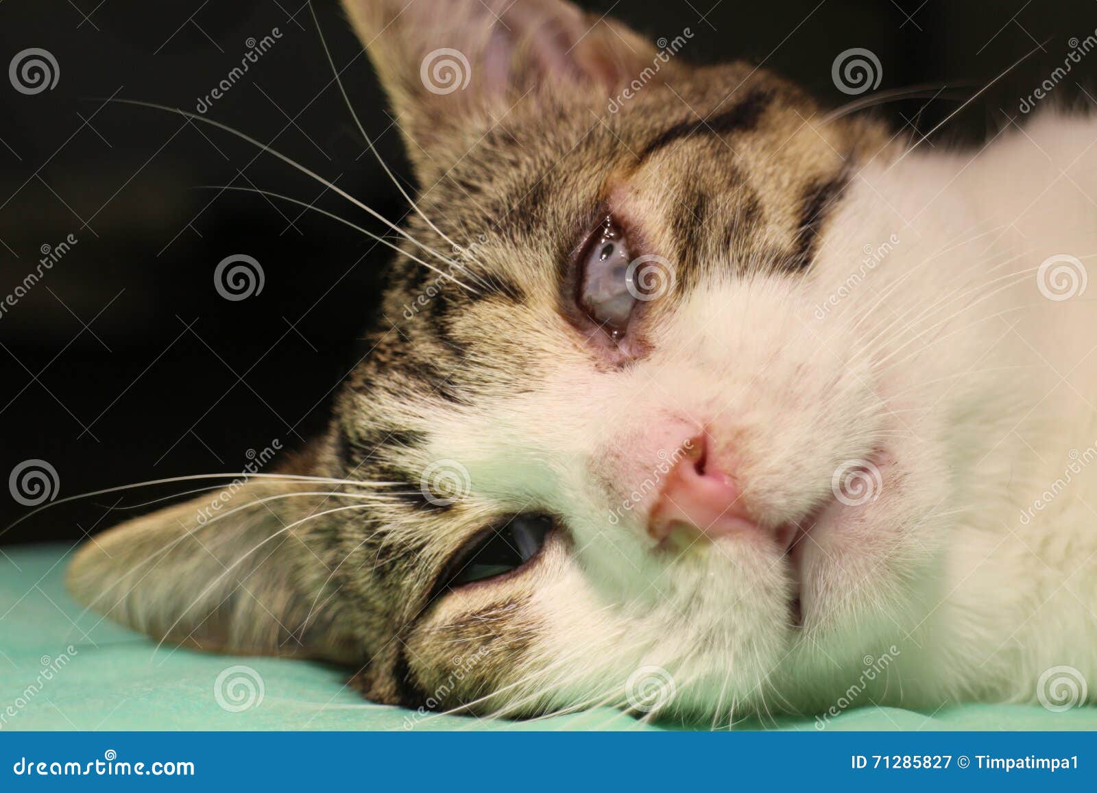 Adherence D Ankyloblepharon Des Bords Ciliary Des Paupieres Superieures Et Inferieures Par Le Chat Image Stock Image Du Cecite Sens Adherence D Ankyloblepharon Des Bords Ciliary Des Paupieres Superieures Et Inferieures Par Le Chat Image Stock Image Du Cecite Sens
